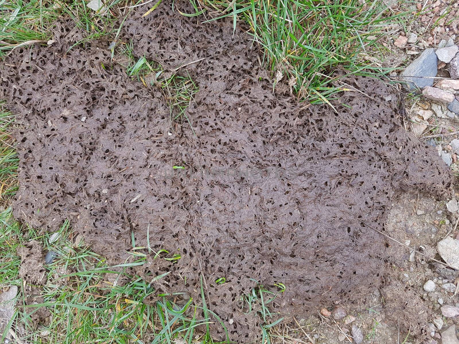 Kuhfladen sind die Darmausscheidungen der Kuh bzw. der Rinder, der auch als Duenger auf den Feldern verwendet wird. Cow pats are the gut excrements of the cow or the cattle, which is also used as Duenger on the fields.