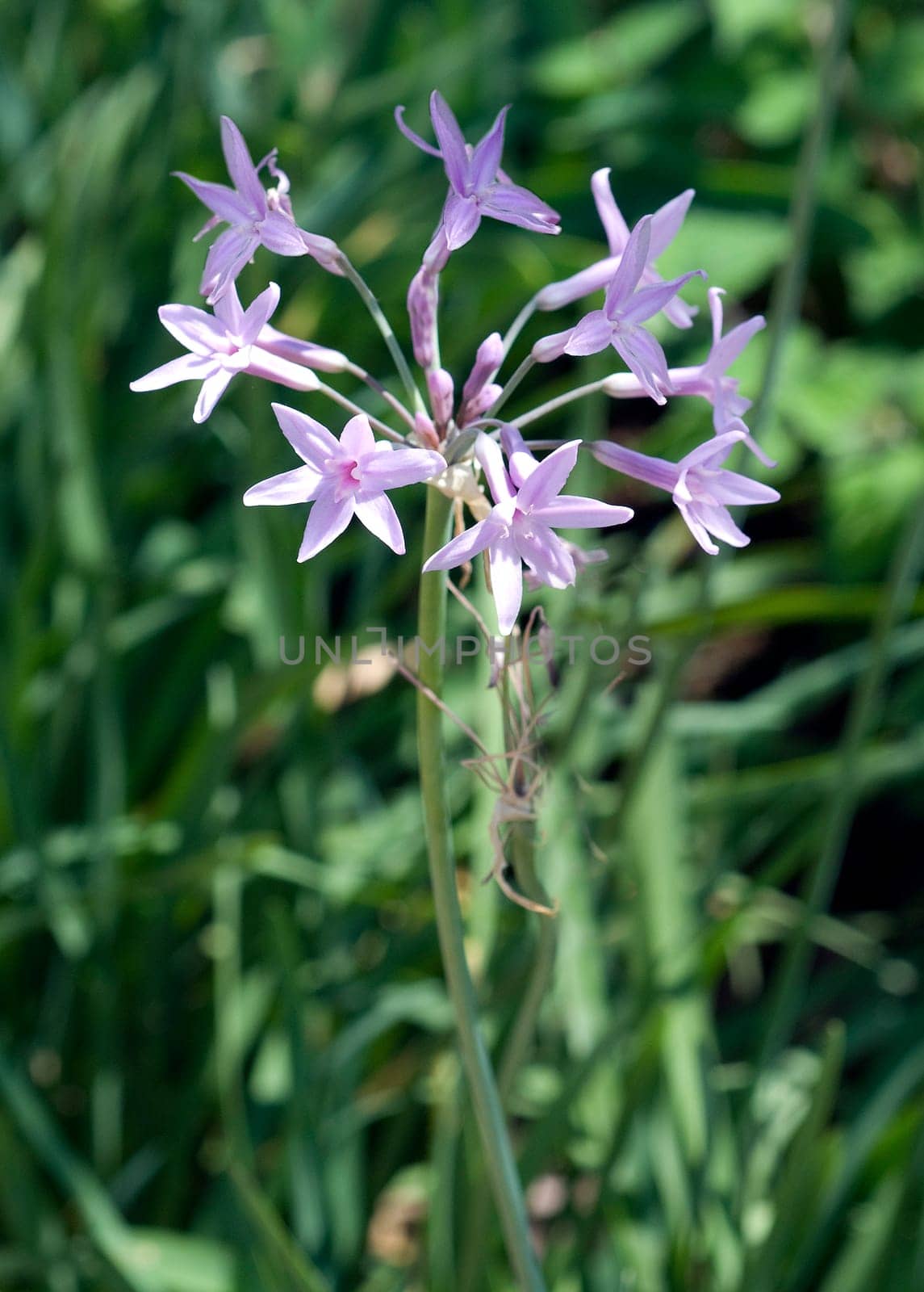 Zimmerknoblauch, Tulbaghia violacea