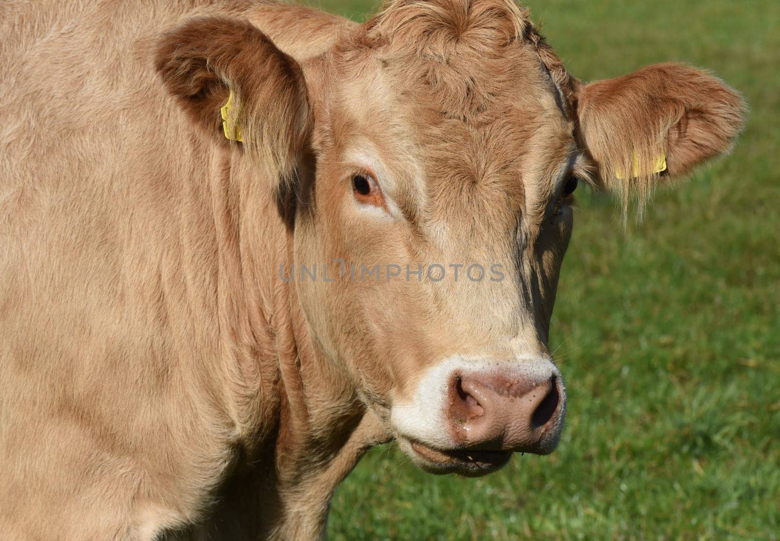 Kuhweide mit Rinder der Rasse Aquitaine. Cow pasture with cattle of the Aquitaine breed.