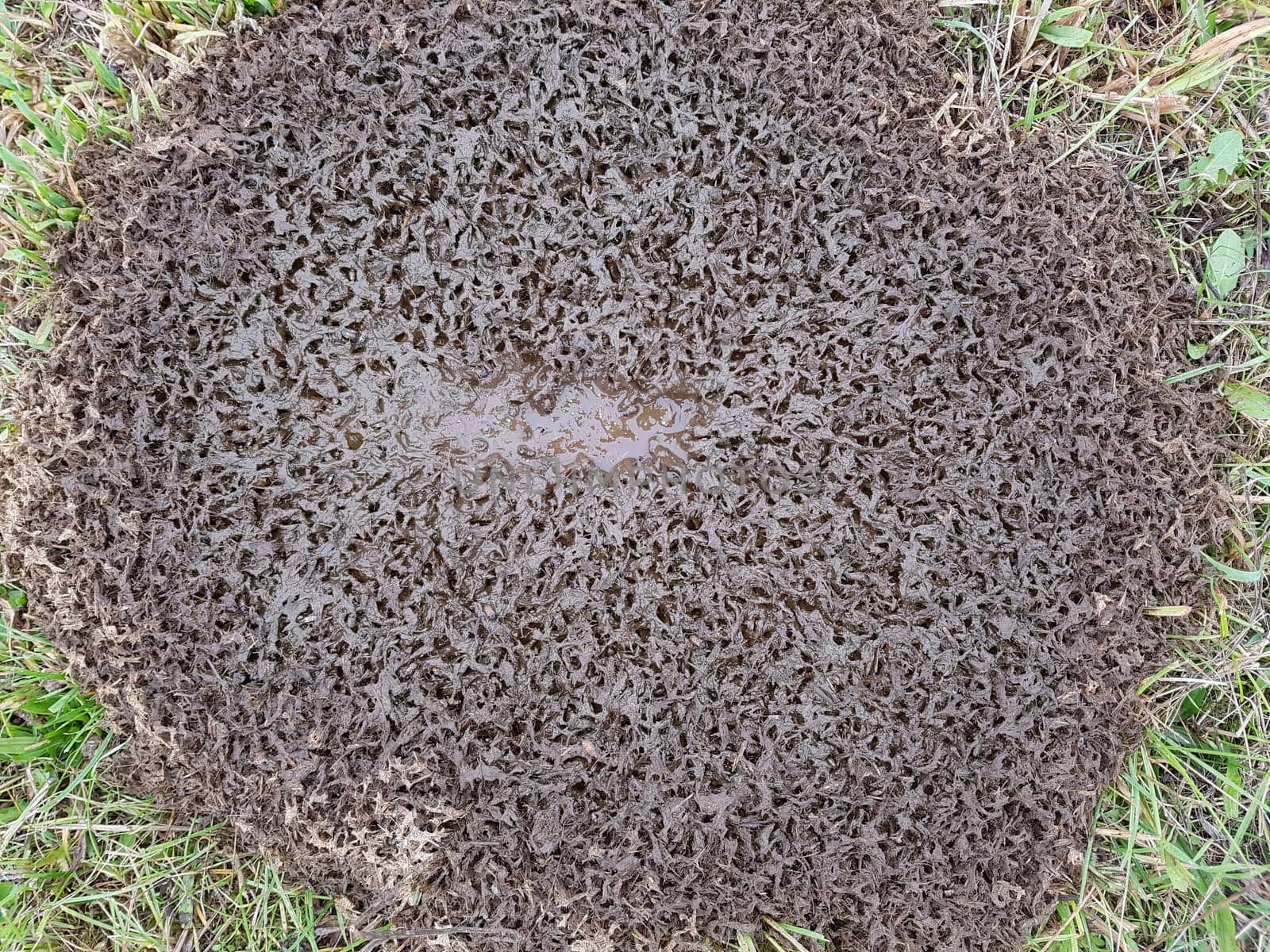 Kuhfladen sind die Darmausscheidungen der Kuh bzw. der Rinder, der auch als Duenger auf den Feldern verwendet wird. Cow pats are the gut excrements of the cow or the cattle, which is also used as Duenger on the fields.