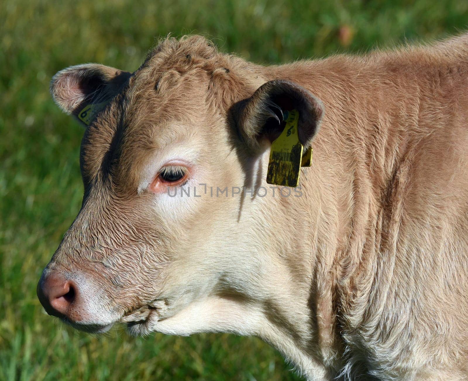 Kuhweide mit Rinder der Rasse Aquitaine. Cow pasture with cattle of the Aquitaine breed.