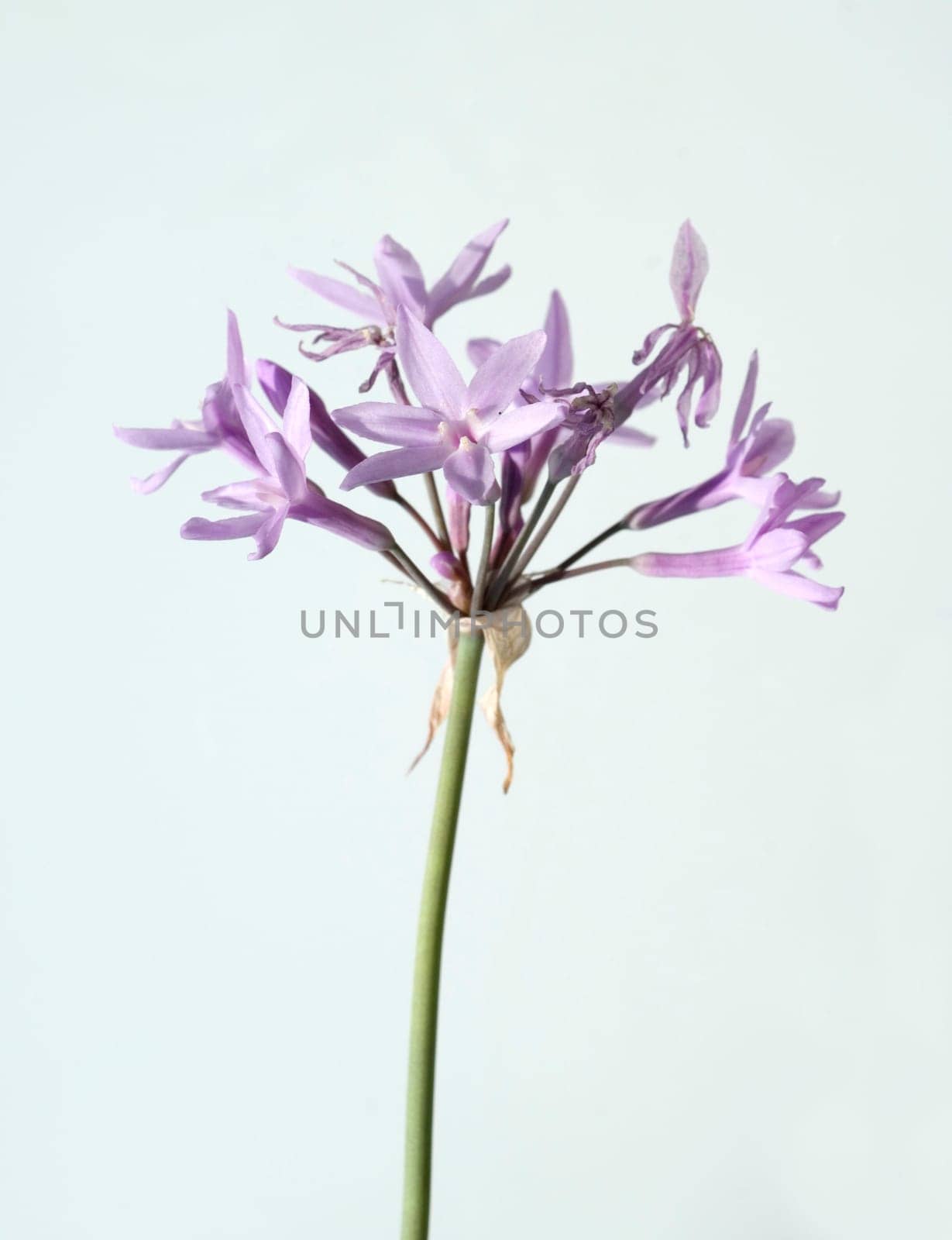 Zimmerknoblauch  Tulbaghia violacea  Kaplilie