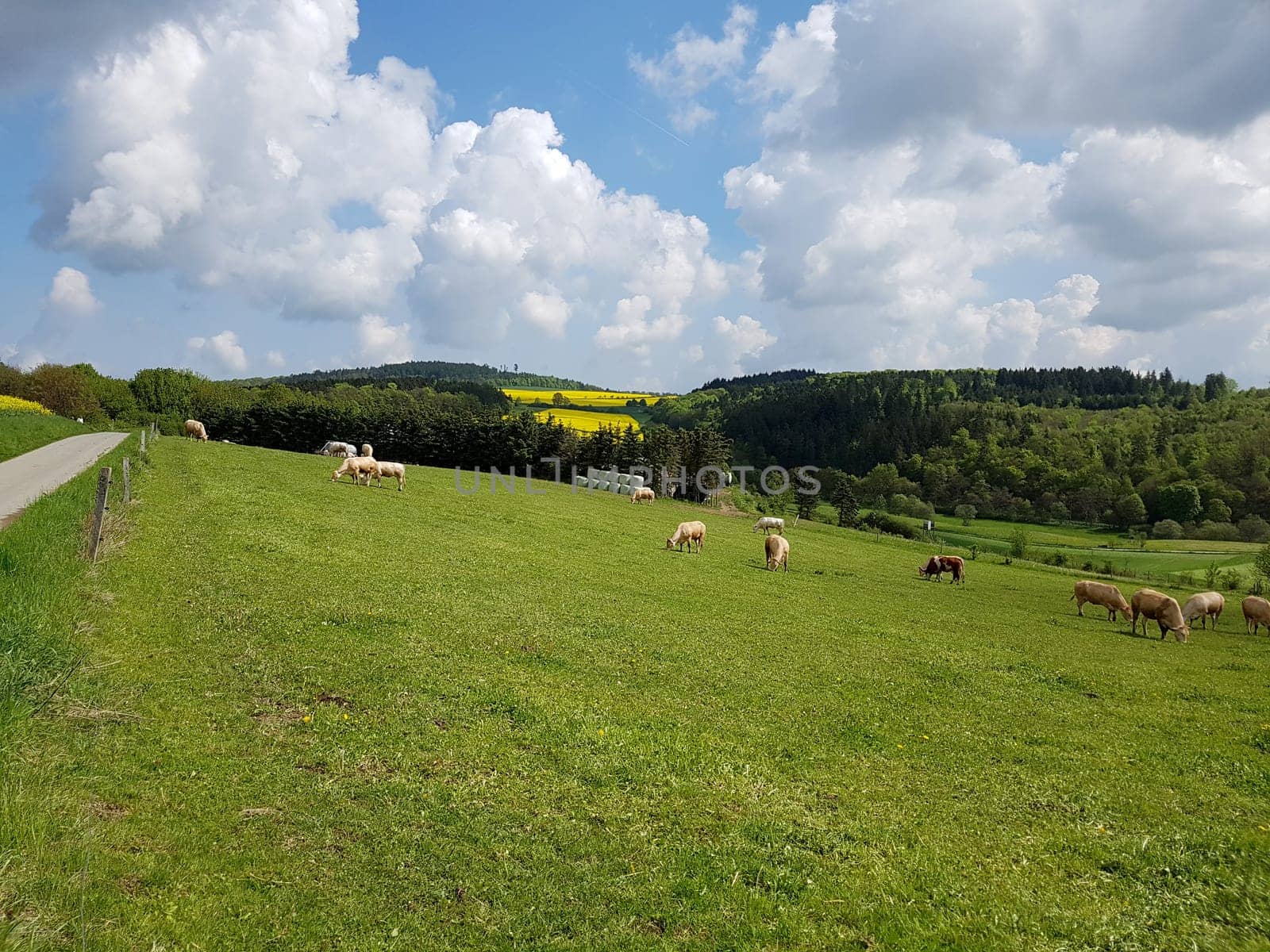Kuhweide mit Rinder der Rasse Aquitaine. Cow pasture with cattle of the Aquitaine breed.
