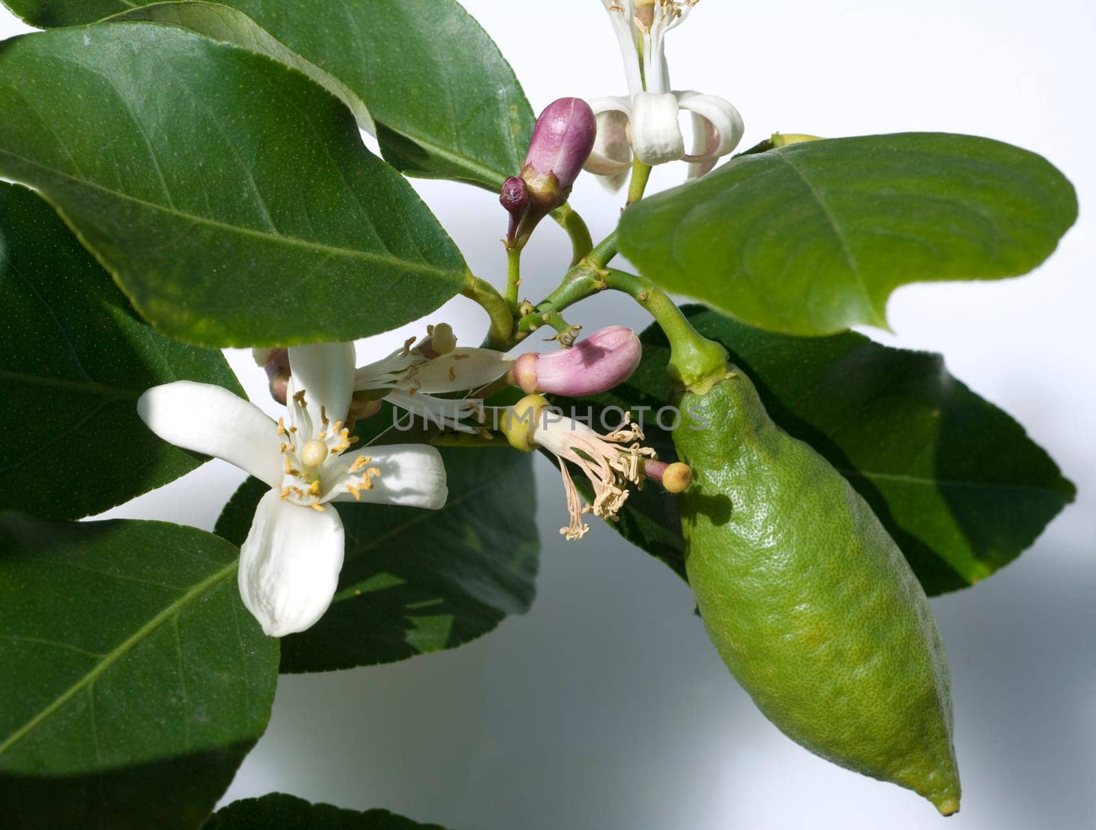 Zitronenbluete, Zitrone, Exotische Frucht, exotisch, Suedfrucht