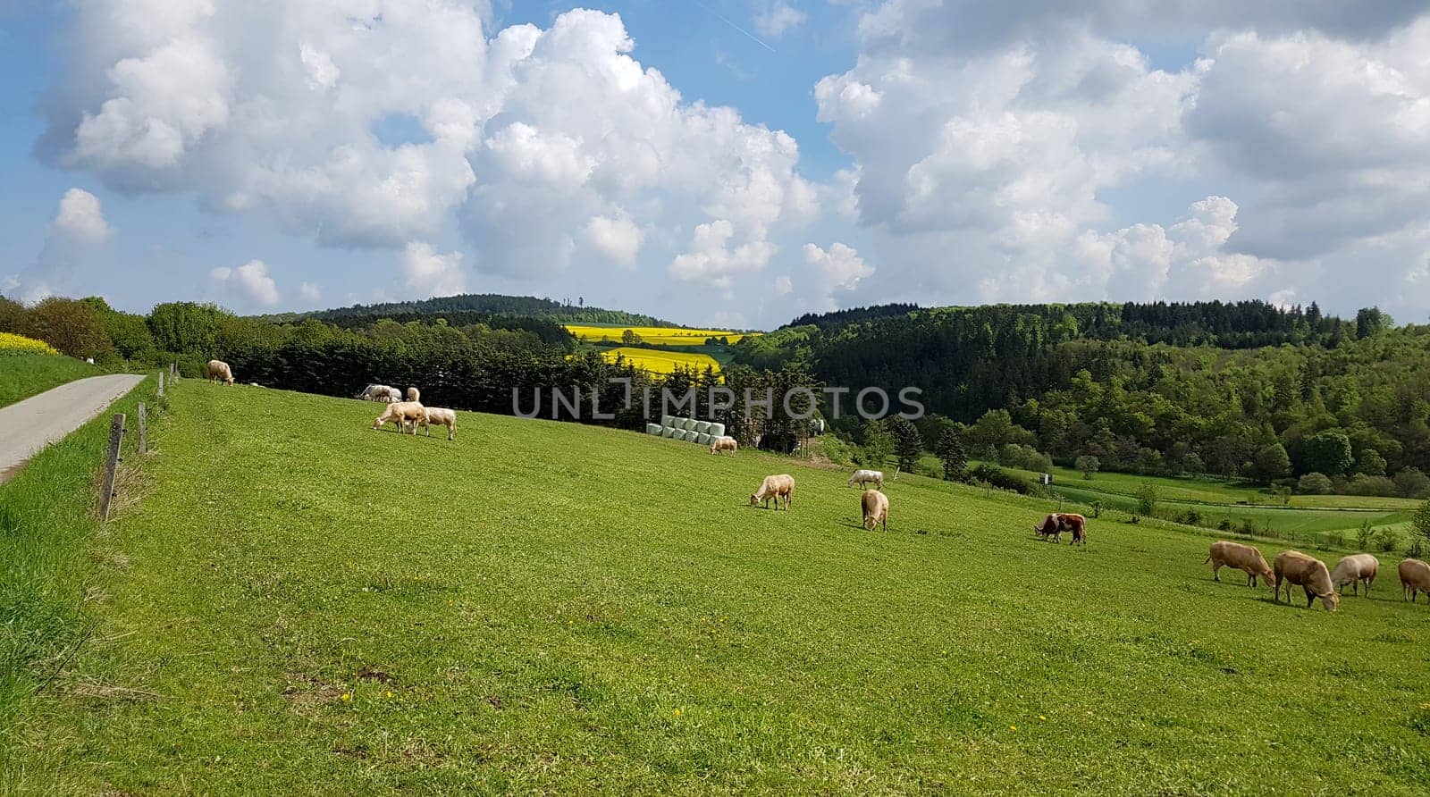 Kuhweide mit Rinder der Rasse Aquitaine. Cow pasture with cattle of the Aquitaine breed.