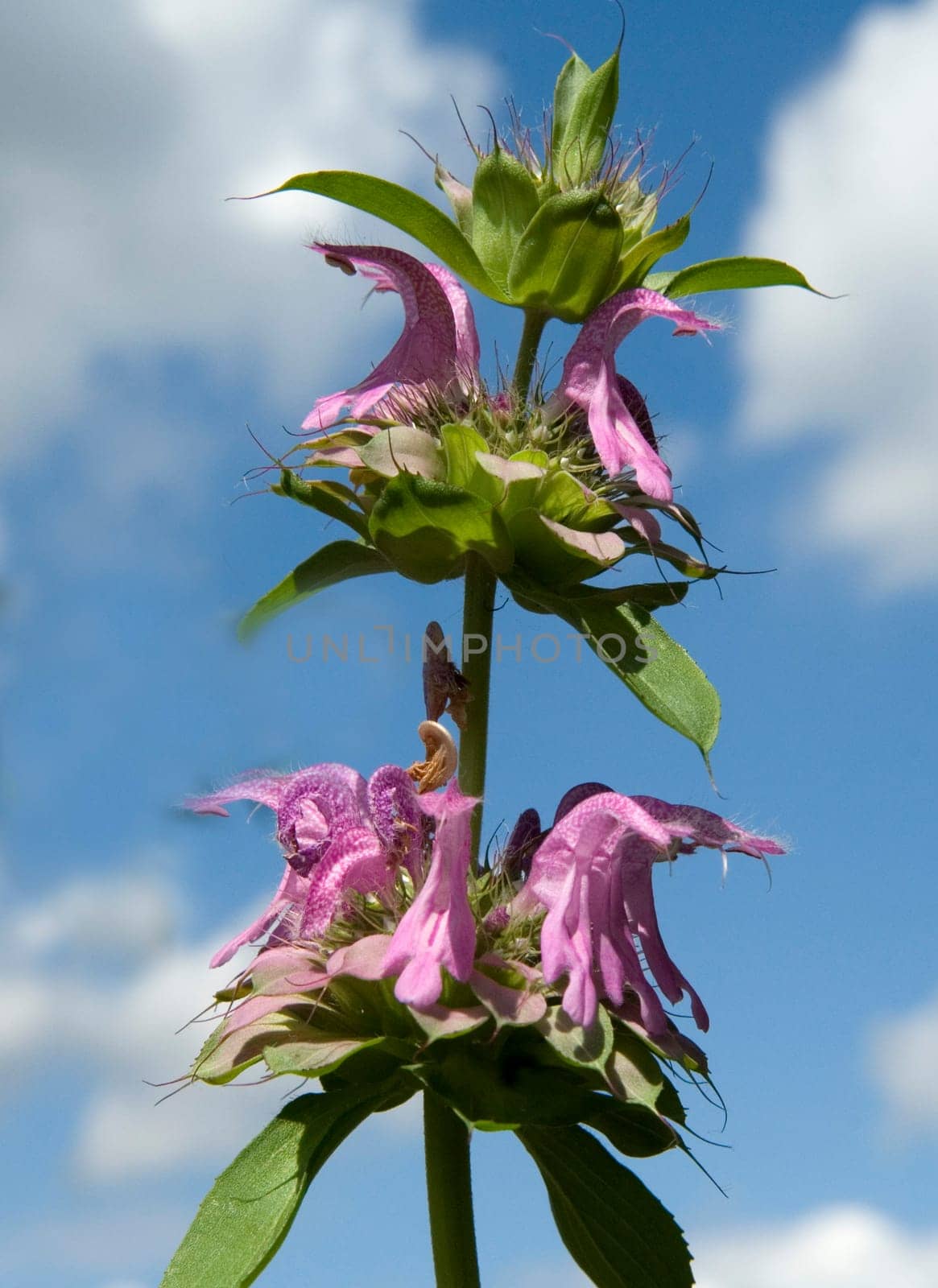 Zitronenduftindianernessel, Monarda citriodor