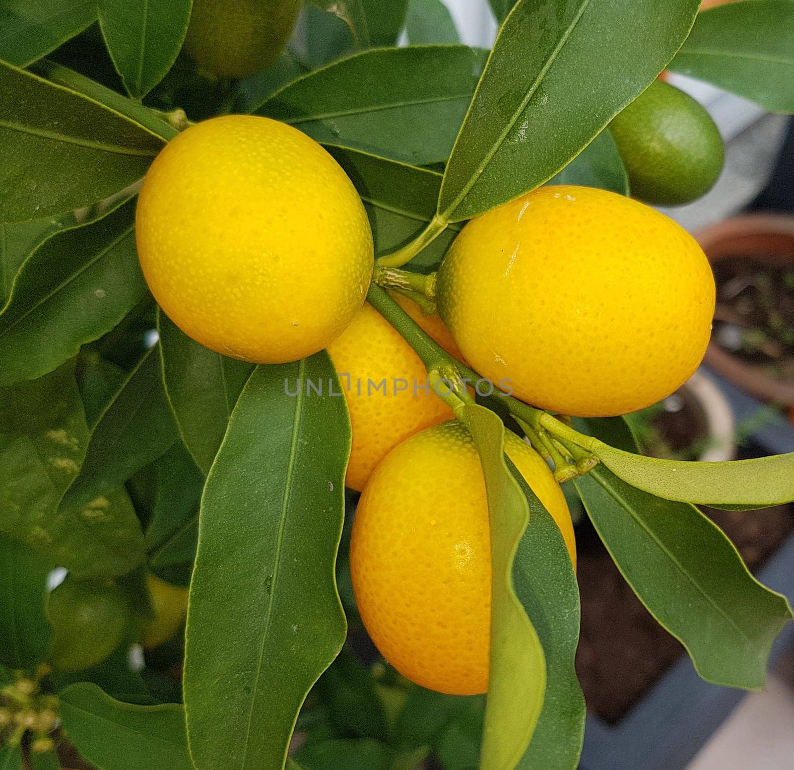 Kumquats,  Fortunella citrus, ist eine exotische Frucht. Kumquats, Fortunella citrus, is an exotic fruit.