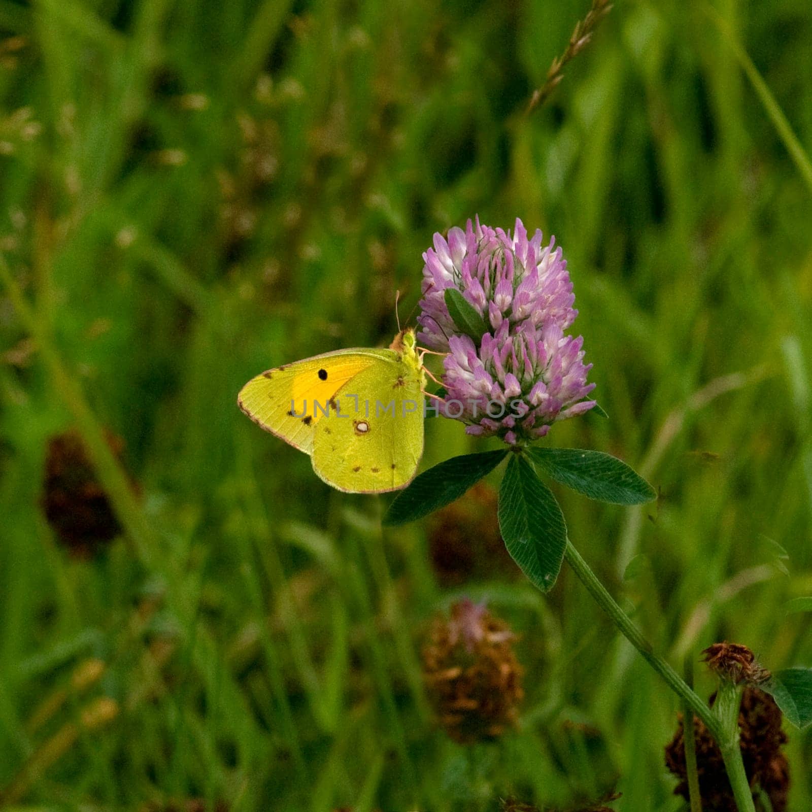 Zitronenfalter  Gonepteryx  rhamni