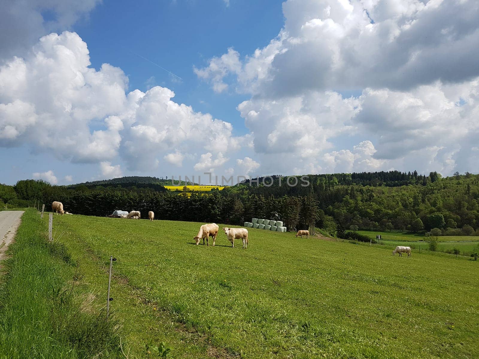 Kuhweide mit Rinder der Rasse Aquitaine. Cow pasture with cattle of the Aquitaine breed.