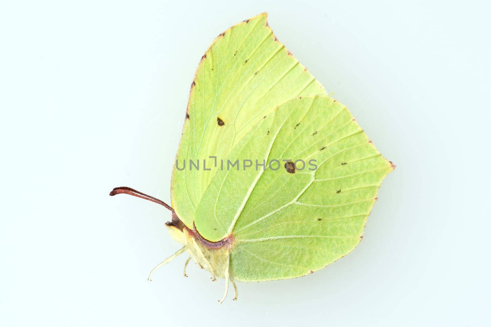 Zitronenfalter, Gonepteryx, rhamni, Weisslinge