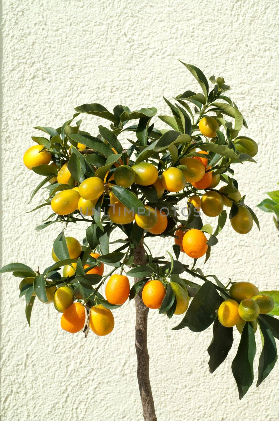 Kumquats  Fortunella  Citrus