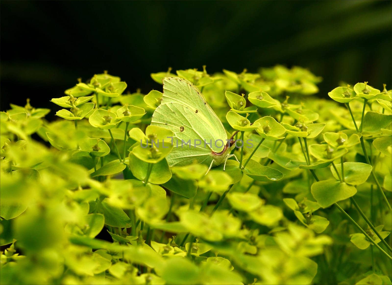 Zitronenfalter, Gonepteryx, rhamni
