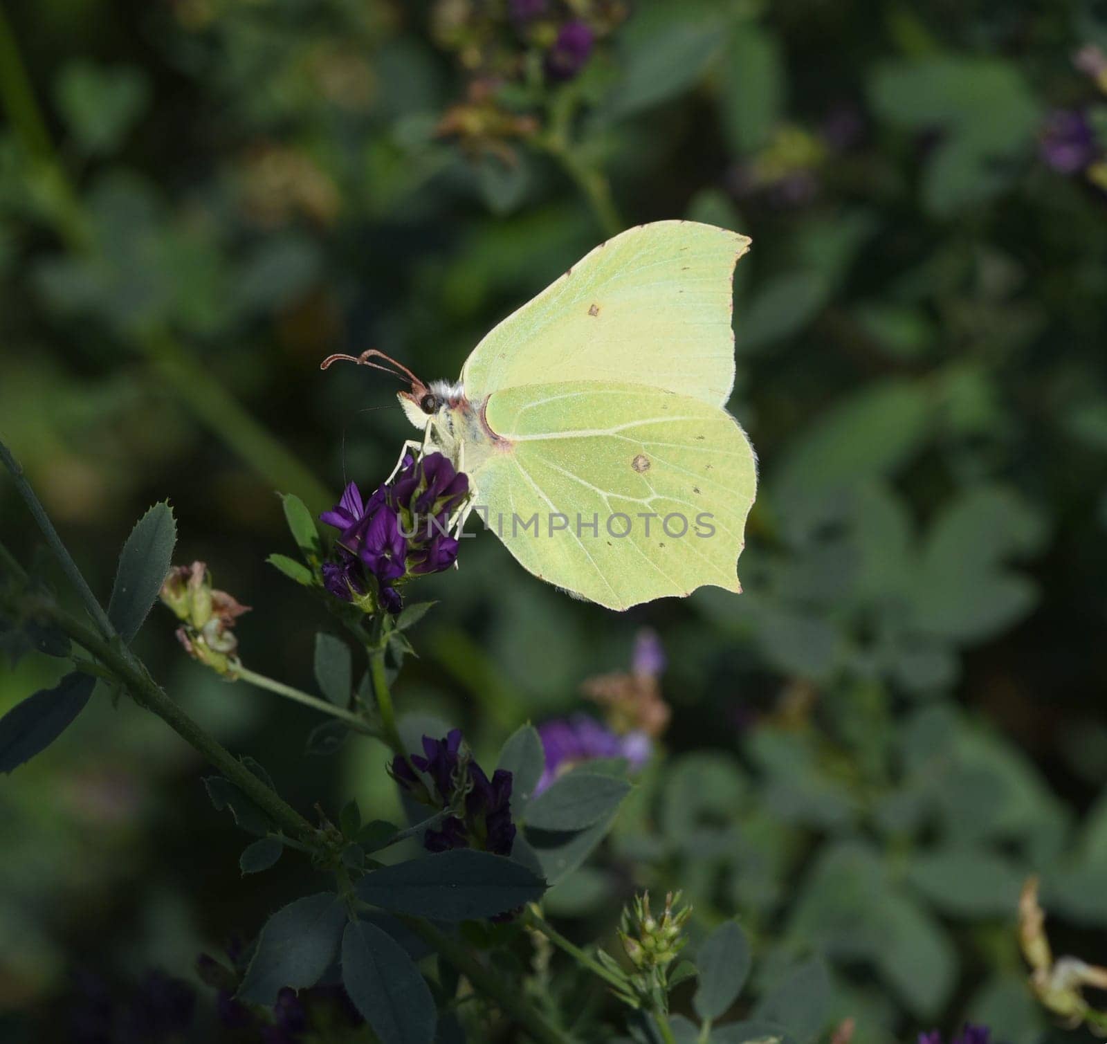 Zitronenfalter, Gonepteryx, rhamni, ist ein gelber Schmetterling und gehoert zu den Tagfaltern. Brimstone, Gonepteryx, rhamni, is a yellow butterfly and belongs to butterflies.