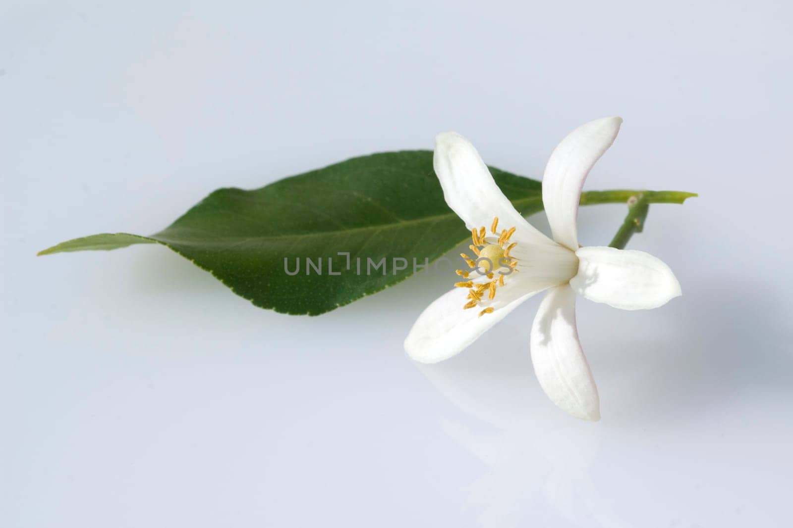Zitronenbluete, Citrus limon