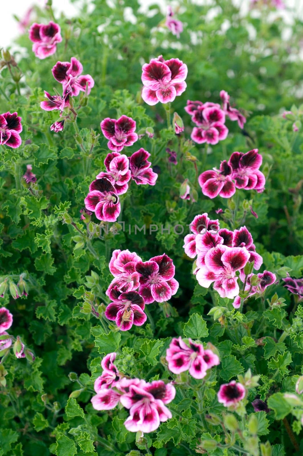 Zitronengeranie, Pelargonium crispum, Heilpflanzen