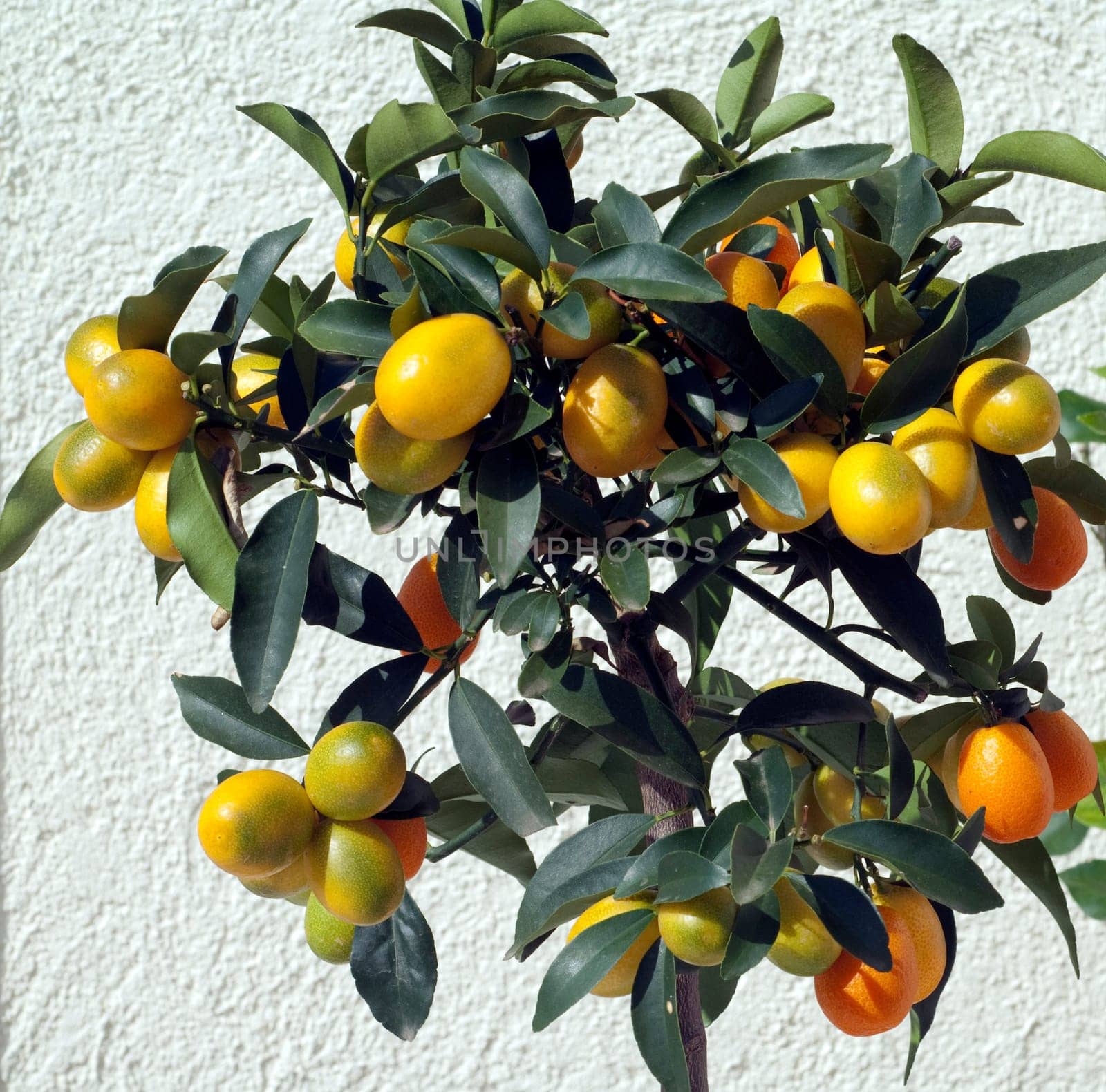 Kumquats  Fortunella  Citrus