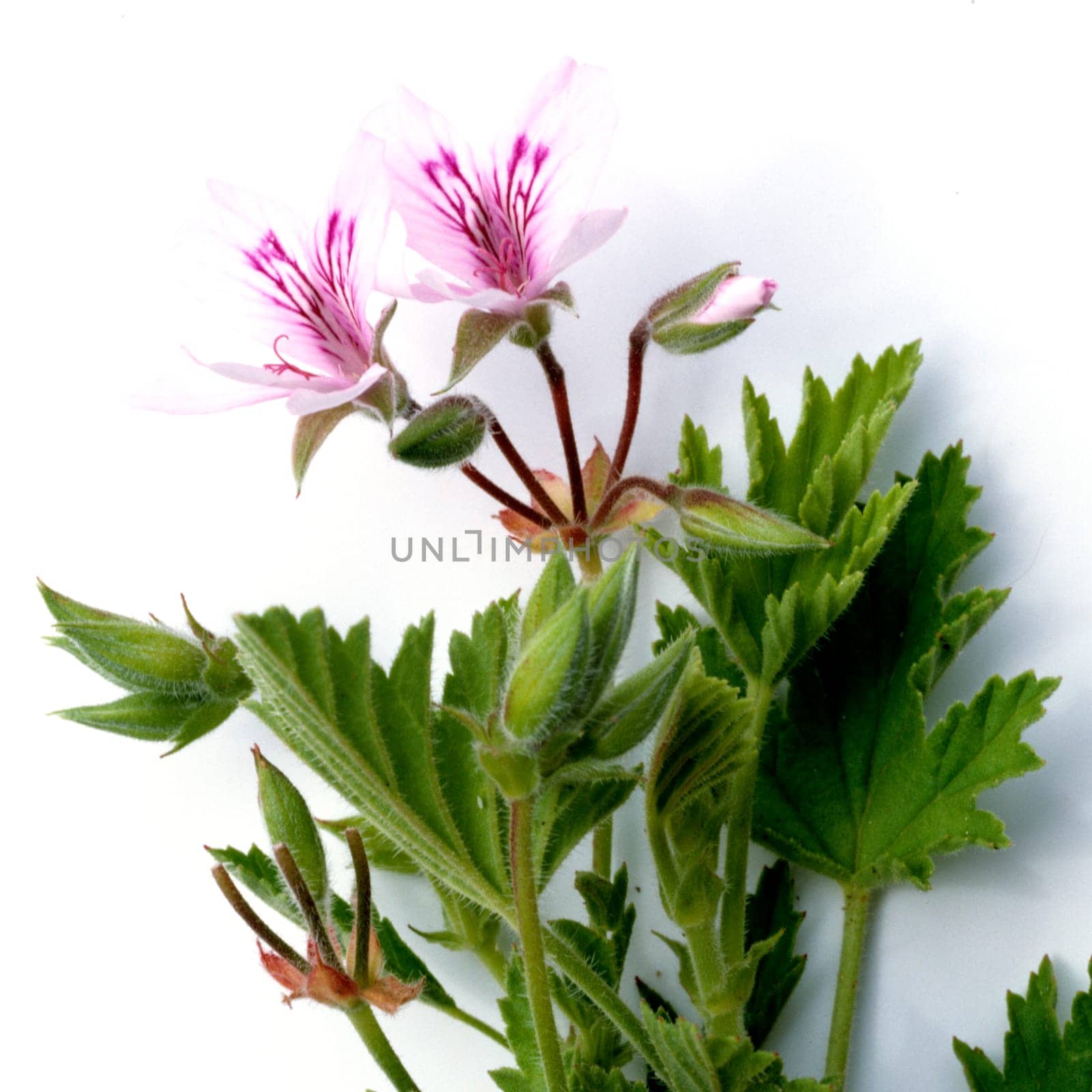 Zitronengeranie, Pelargonium odoratissimum