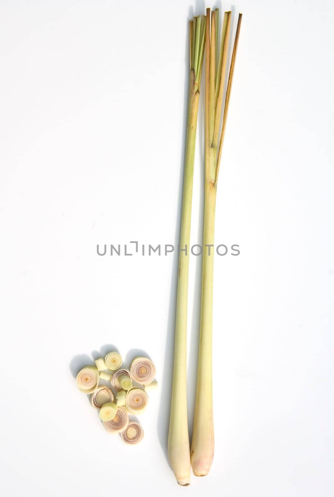 Zitronengras  Cymbopogon citratus