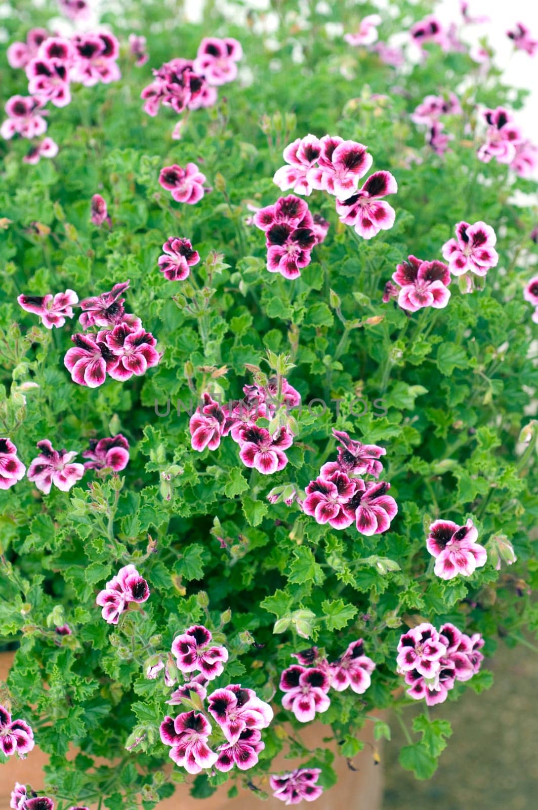 Zitronengeranie, Pelargonium crispum