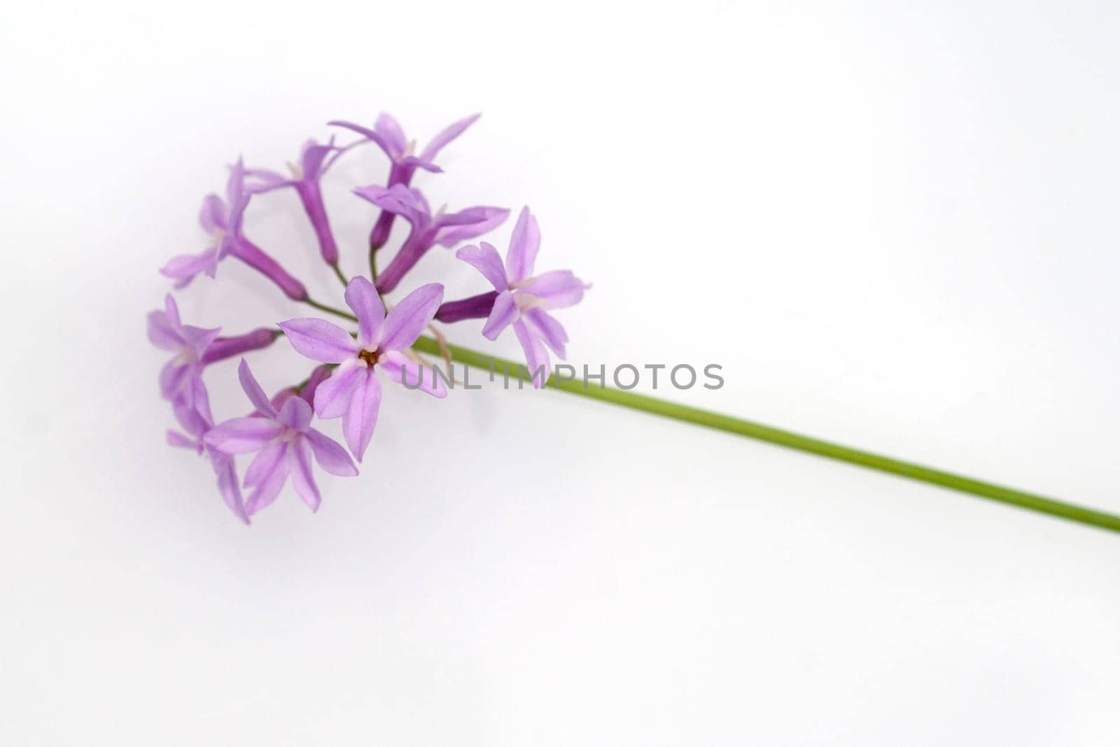 Zimmerknoblauch, Tulbaghia, violacea, Kaplilie, Knobiflirt