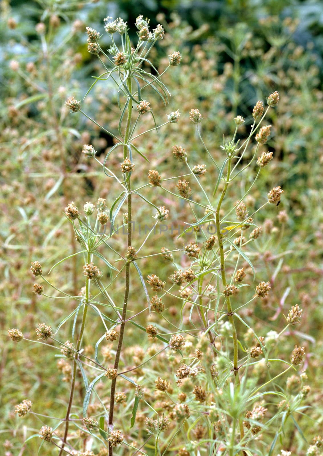 flohsamen  Plantago ovata