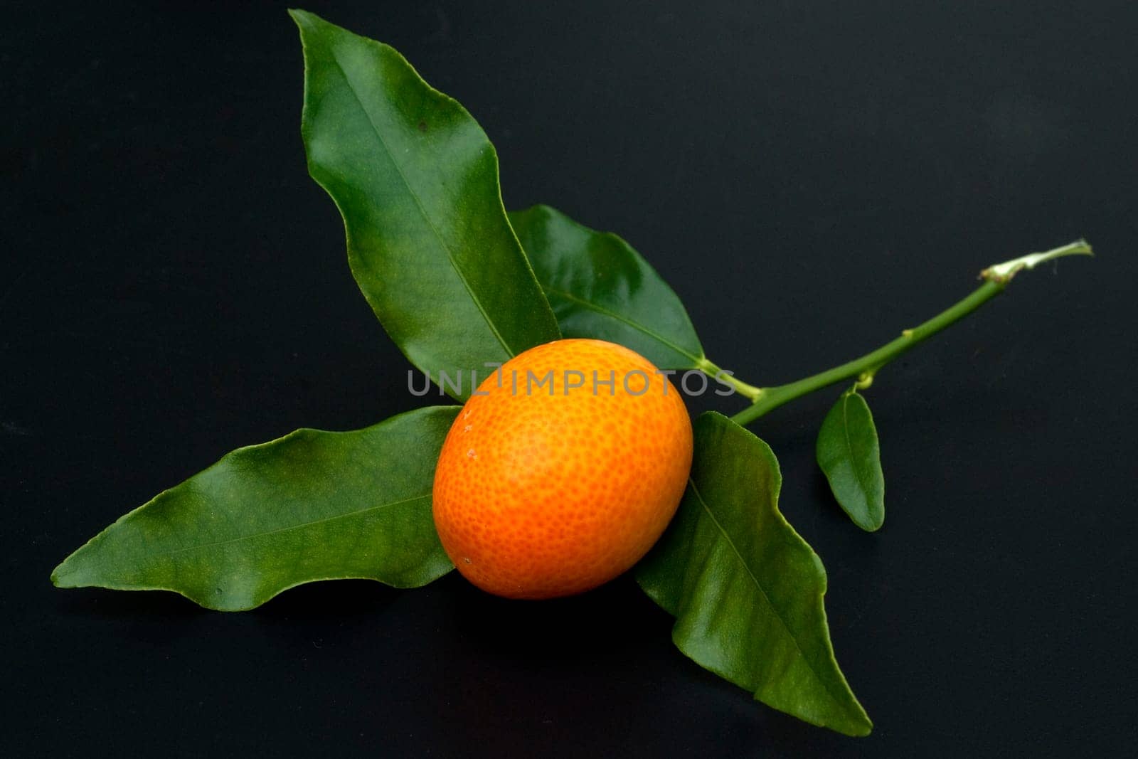 Kumquats  Fortunella  Citrus