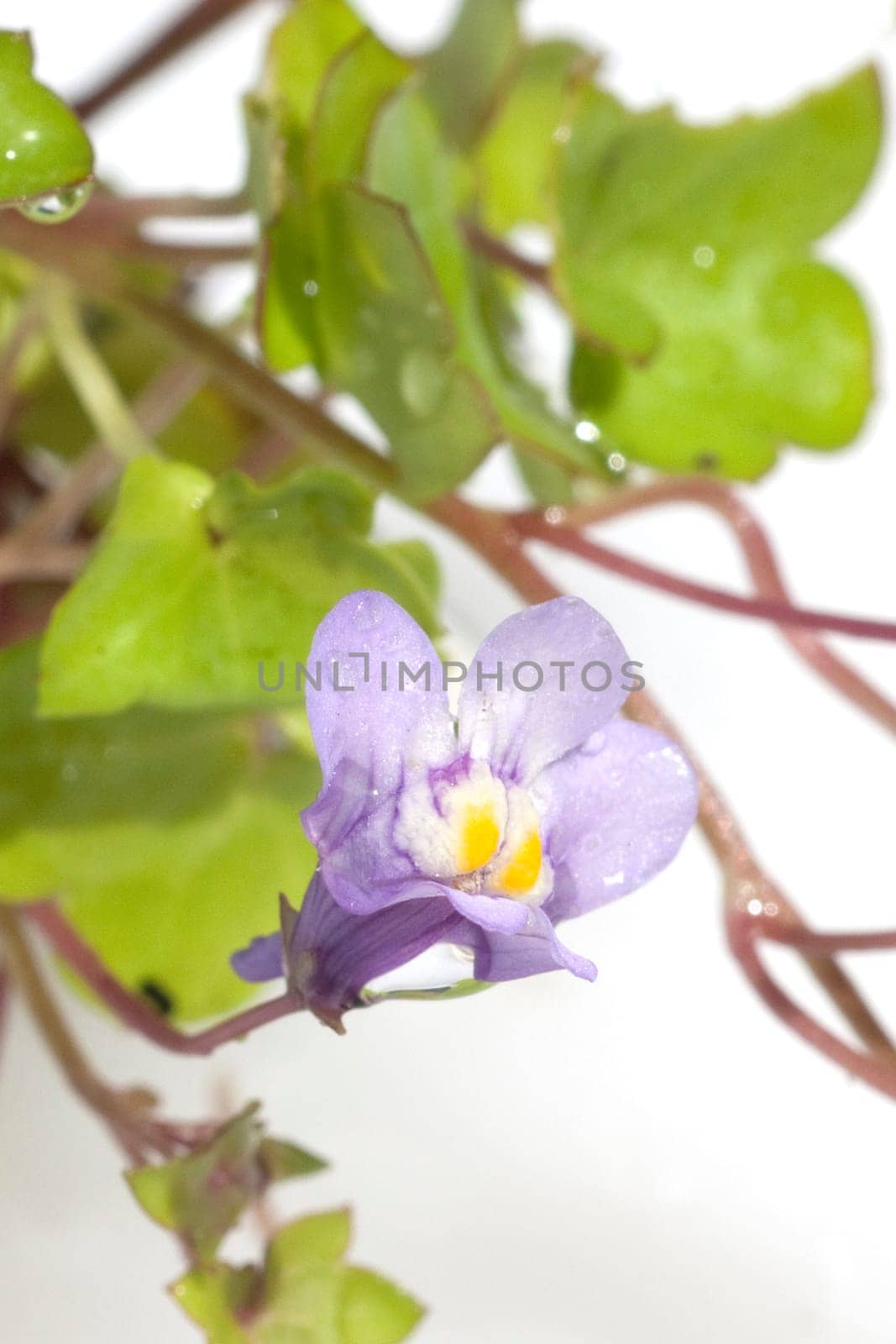 Zimbelkraut  Cymbalaria muralis