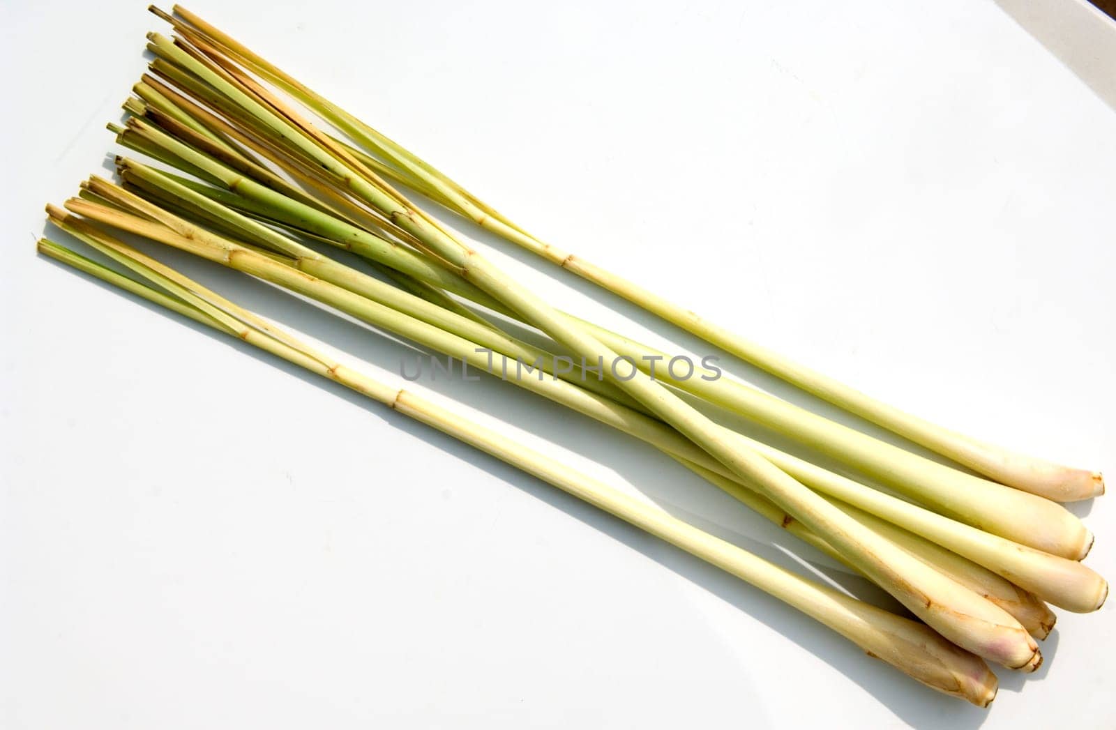 Zitronengras  Cymbopogon citratus