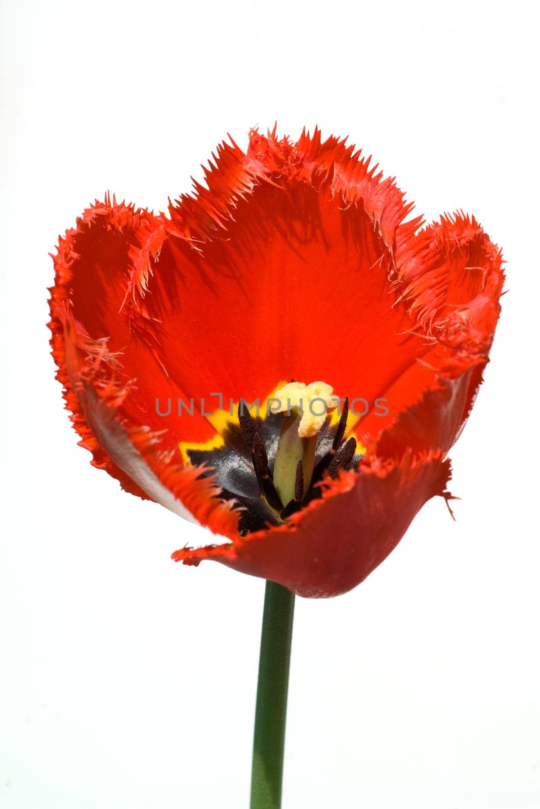 gefranste Tulpe, rot