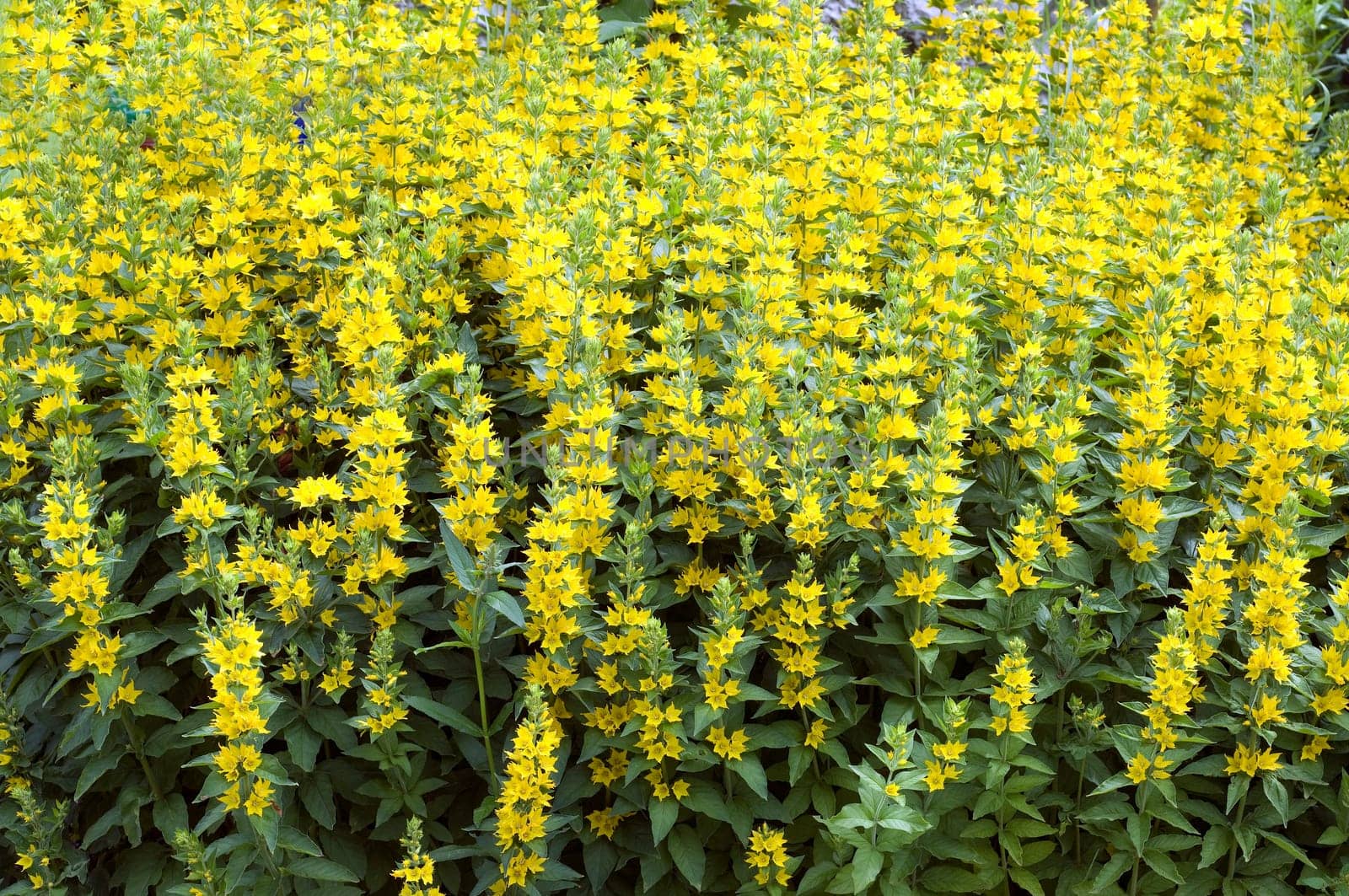Felberich, Lysimachia