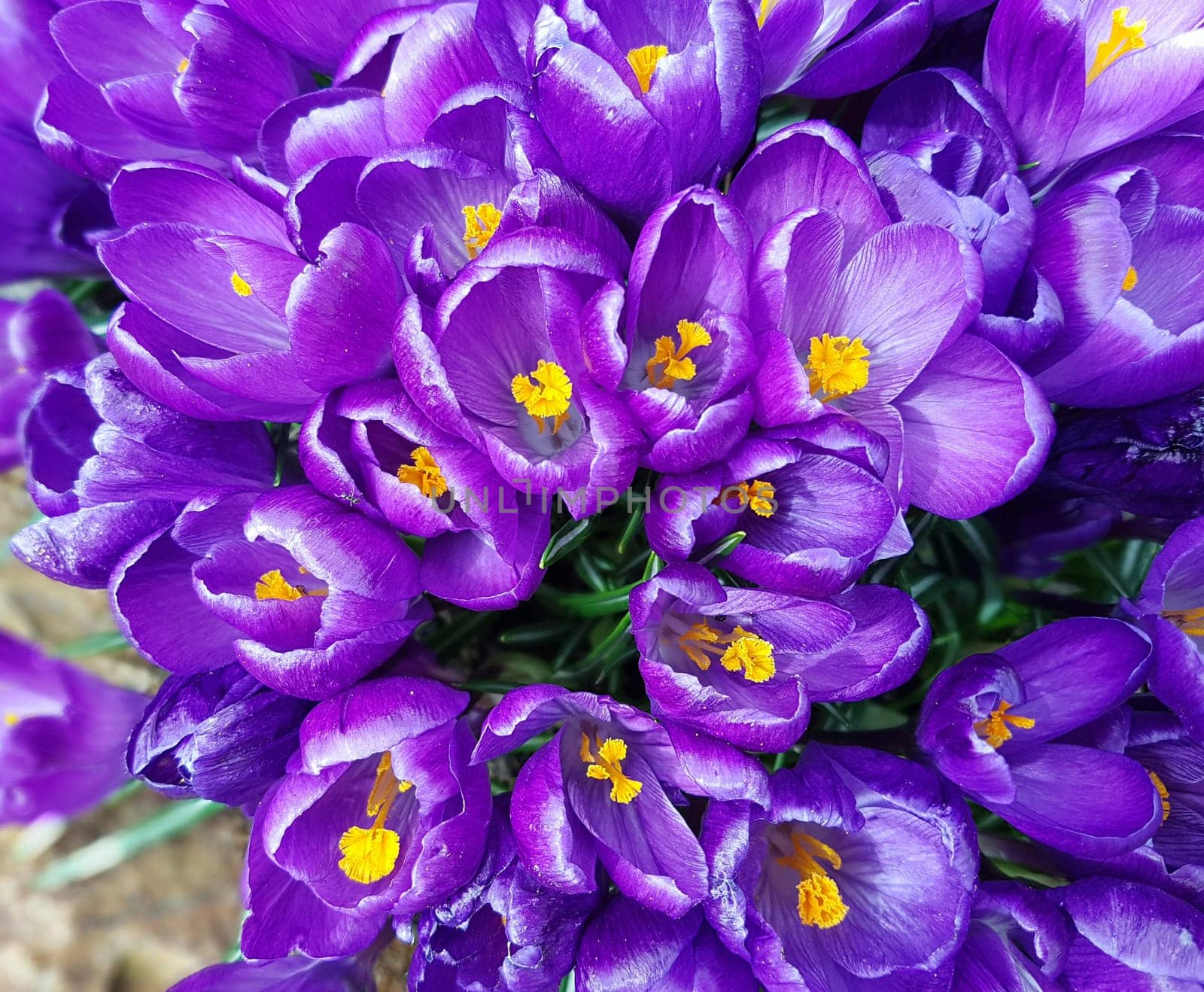 Gartenkrokus, Garden crocus  Vernus