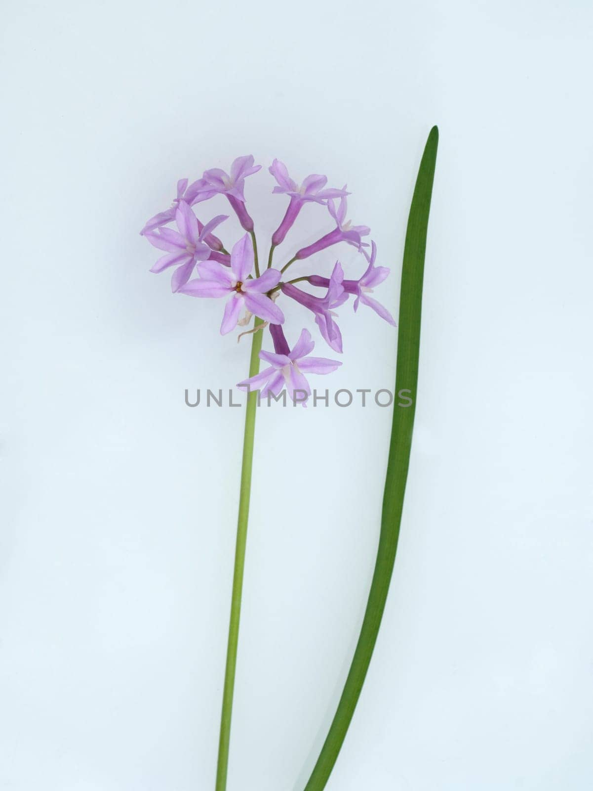 Zimmerknoblauch, Tulbaghia violacea