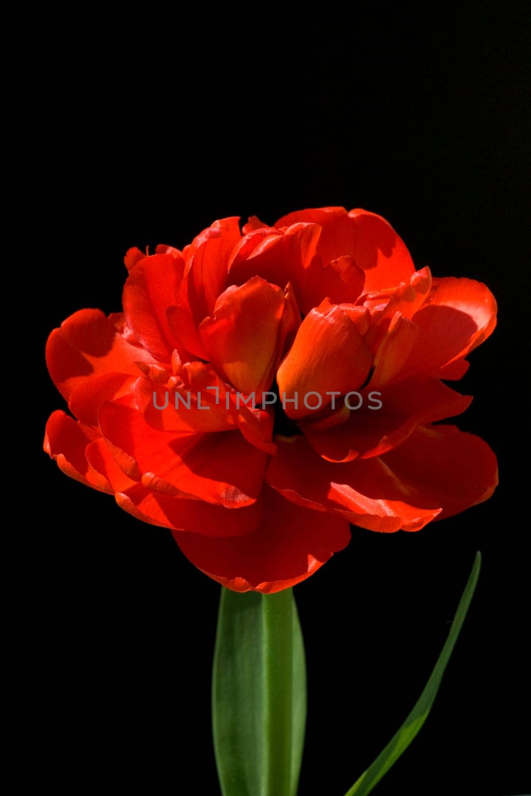 gefuellte, rote, Tulpe, Abba