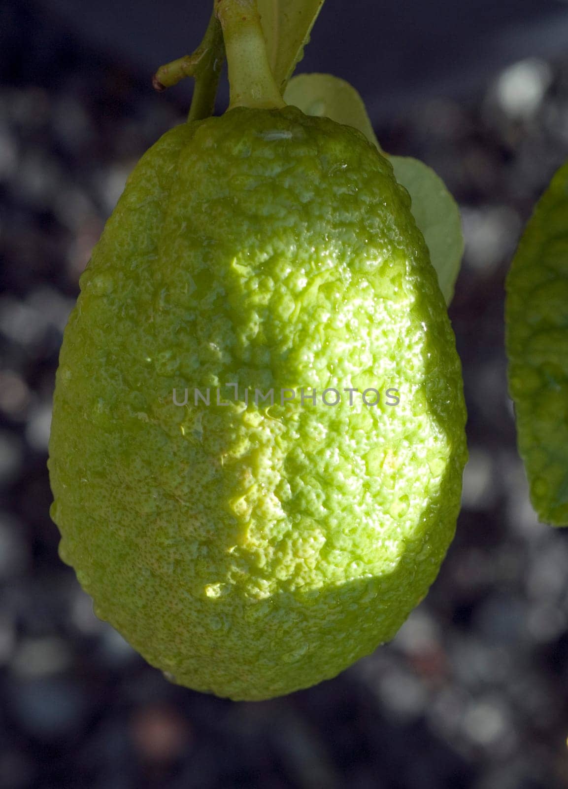 Zitronat-Zitrone, Citrus medica