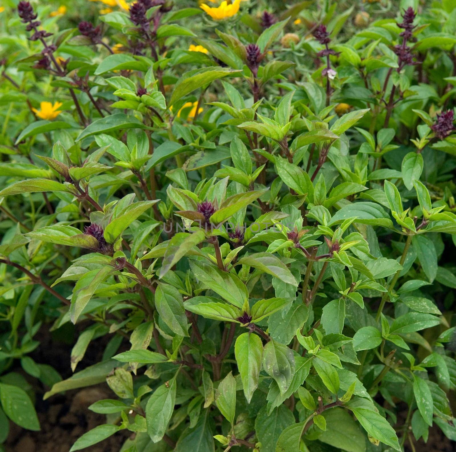 Zimtbasilikum  Strauchbasilikum  Basilikum  Ocimum basilicum variation cinnamomum