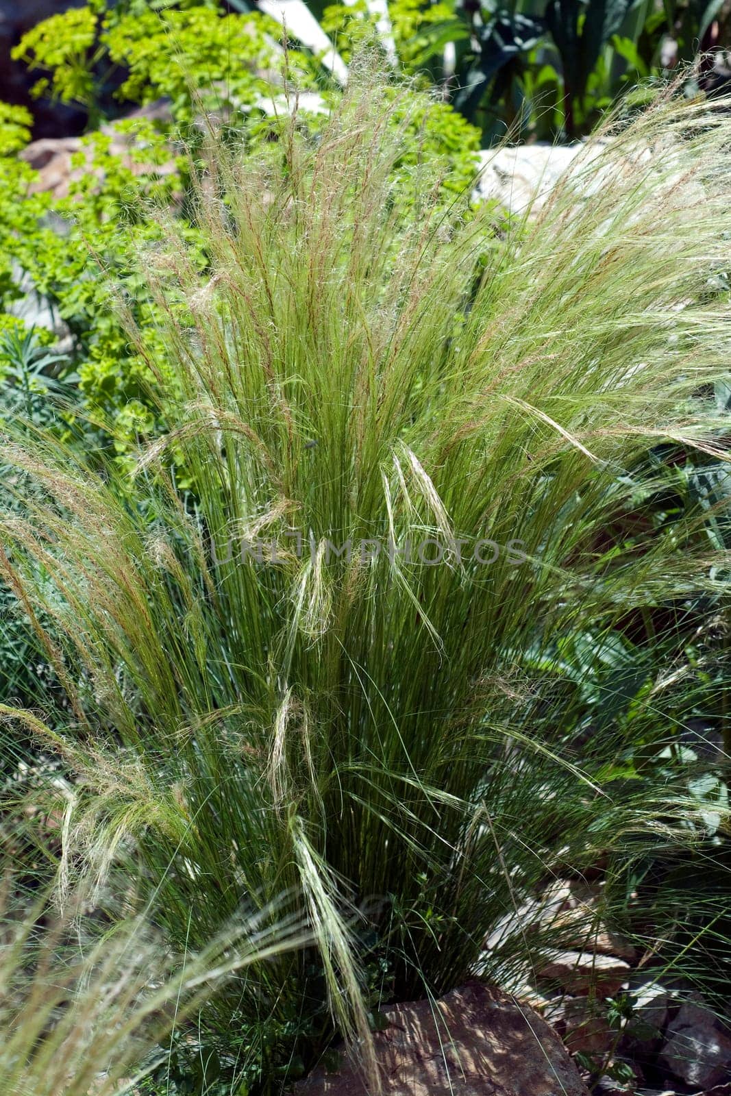 federgras, Stipa, tenuifolia, Zartes