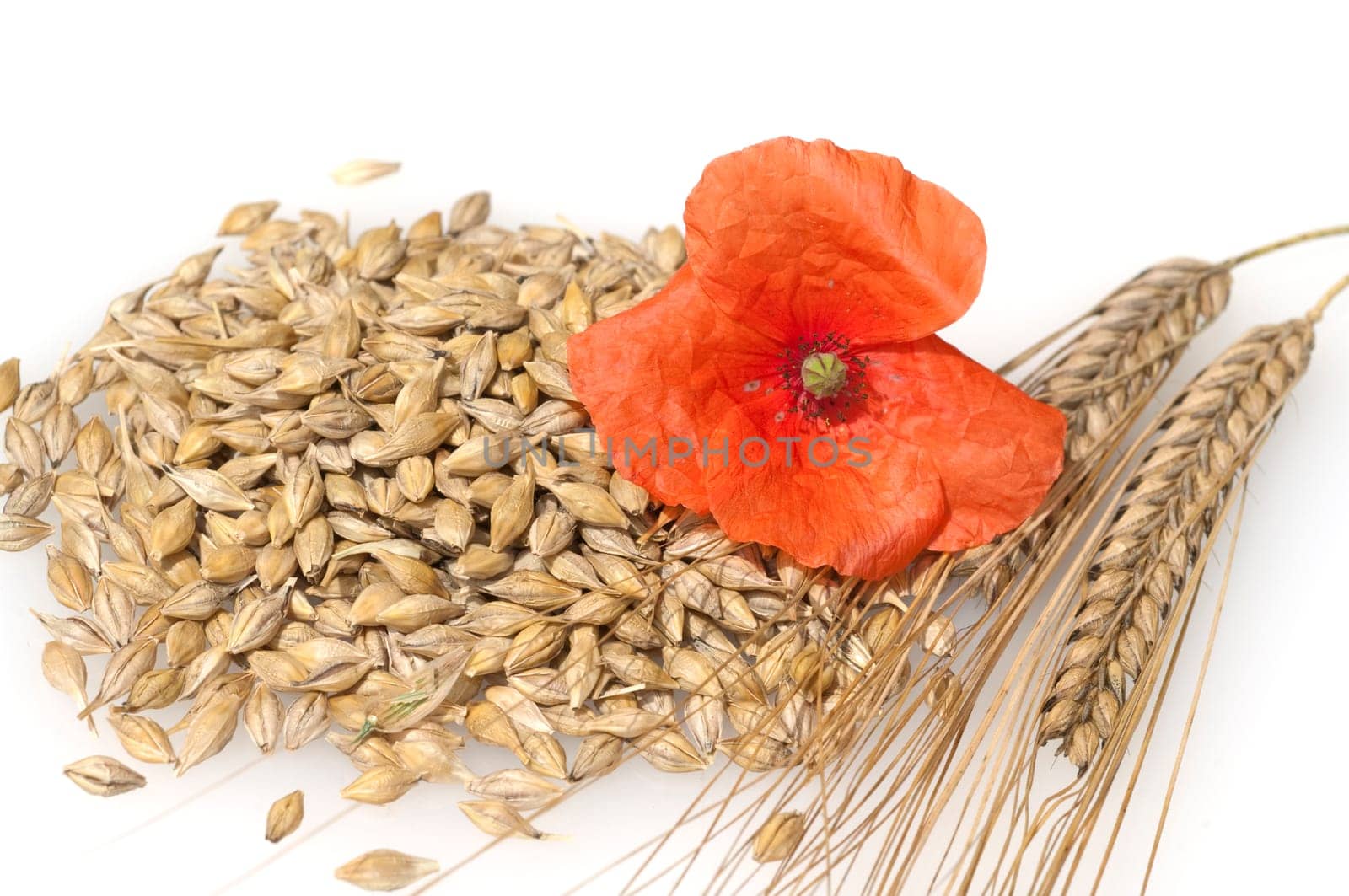Gerstenkoerner  Gerste  Hordeum  vulgare