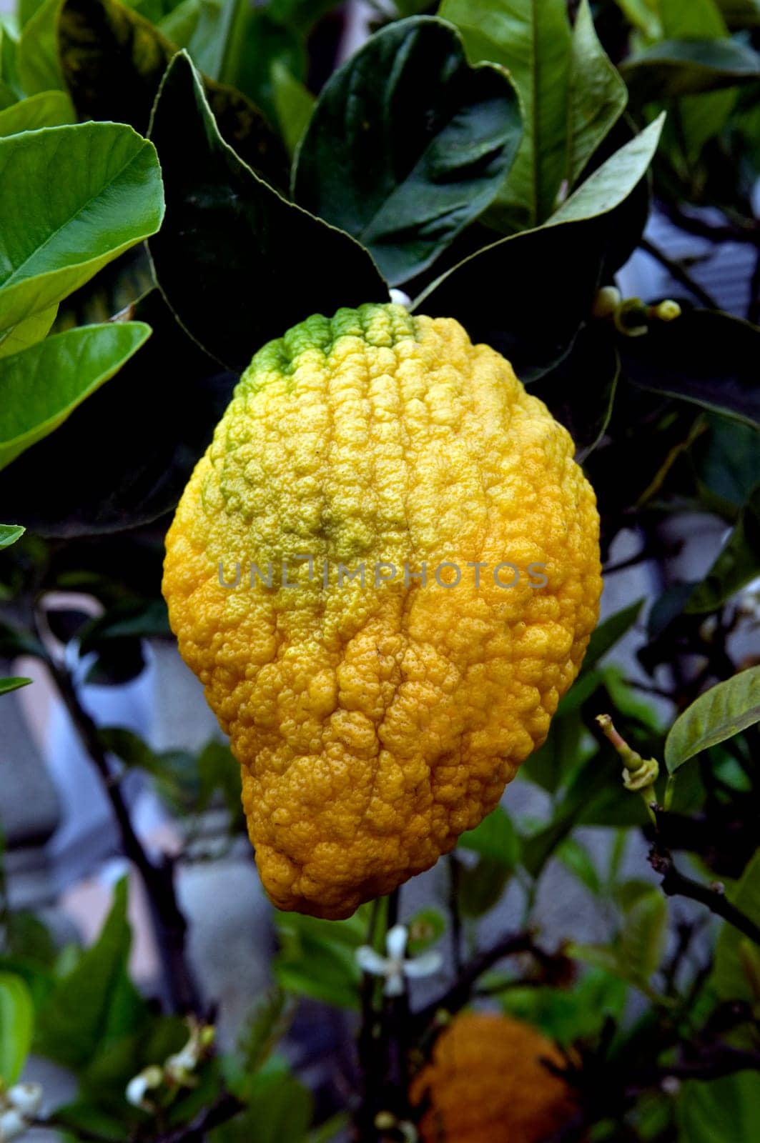 Zitronatzitrone  Cedrat  Citrus medica