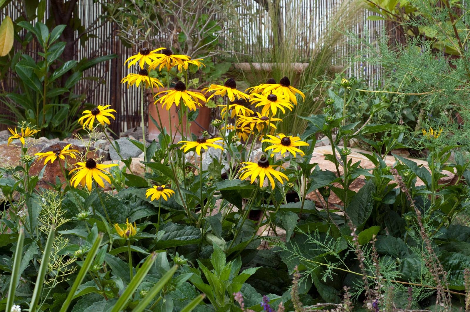 Sonnenhut  Sun hat  Rudbeckia hirta