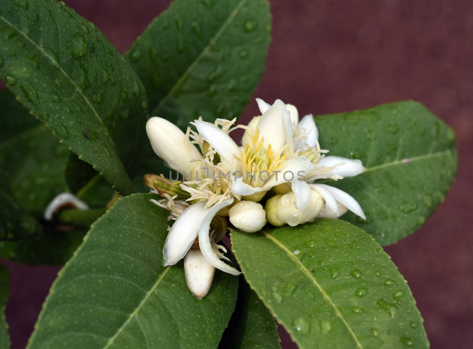 Zitronat-Zitrone  Buddhas, Hand, Citrus