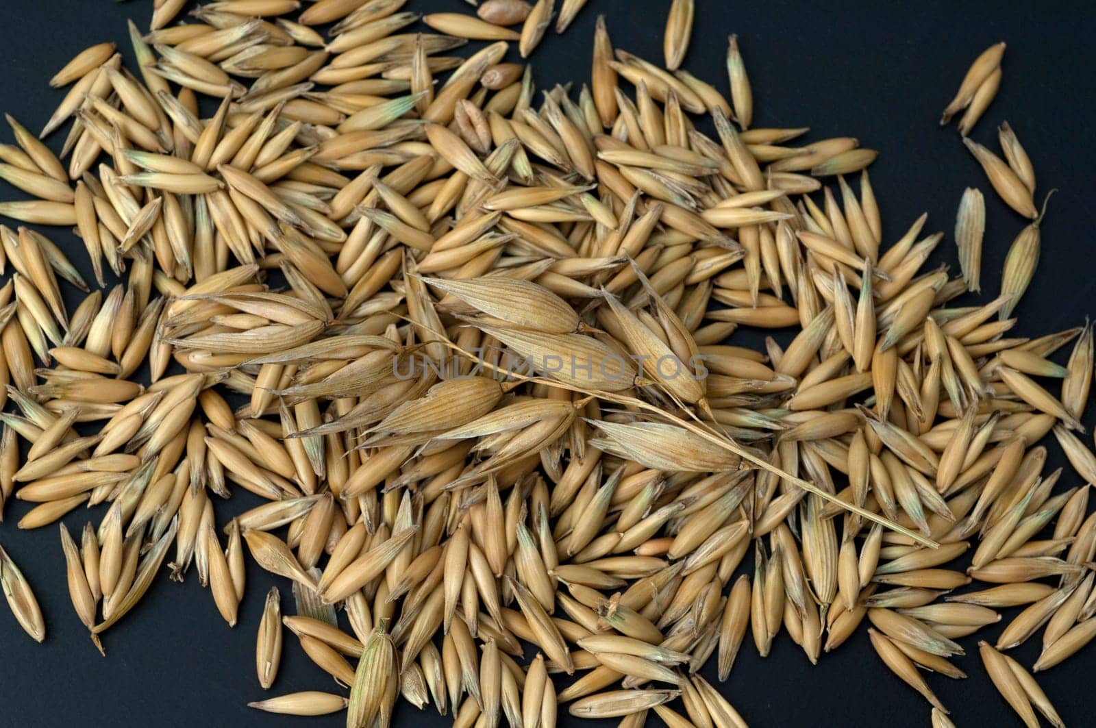 Hafer  Avena, sativa  Haferkorn