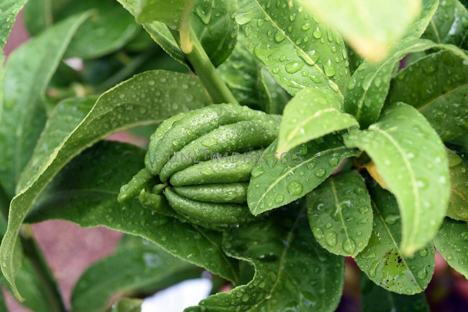 Zitronat-Zitrone  Buddhas, Hand, Citrus