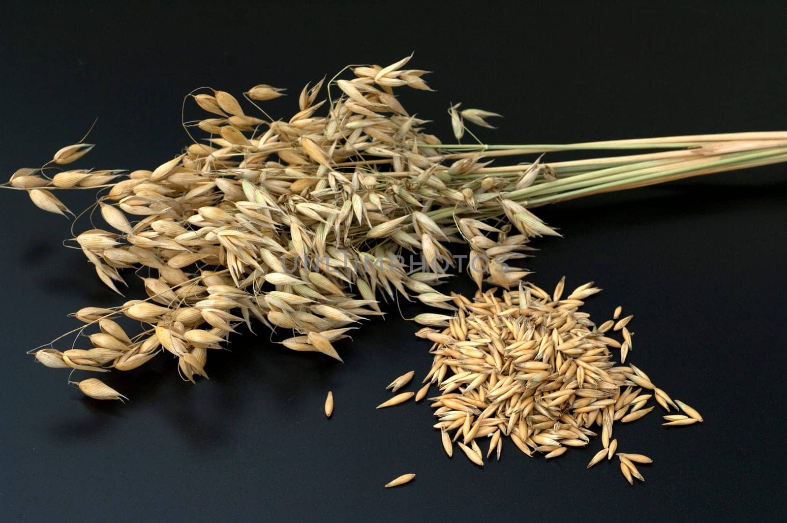 Hafer  Avena, sativa