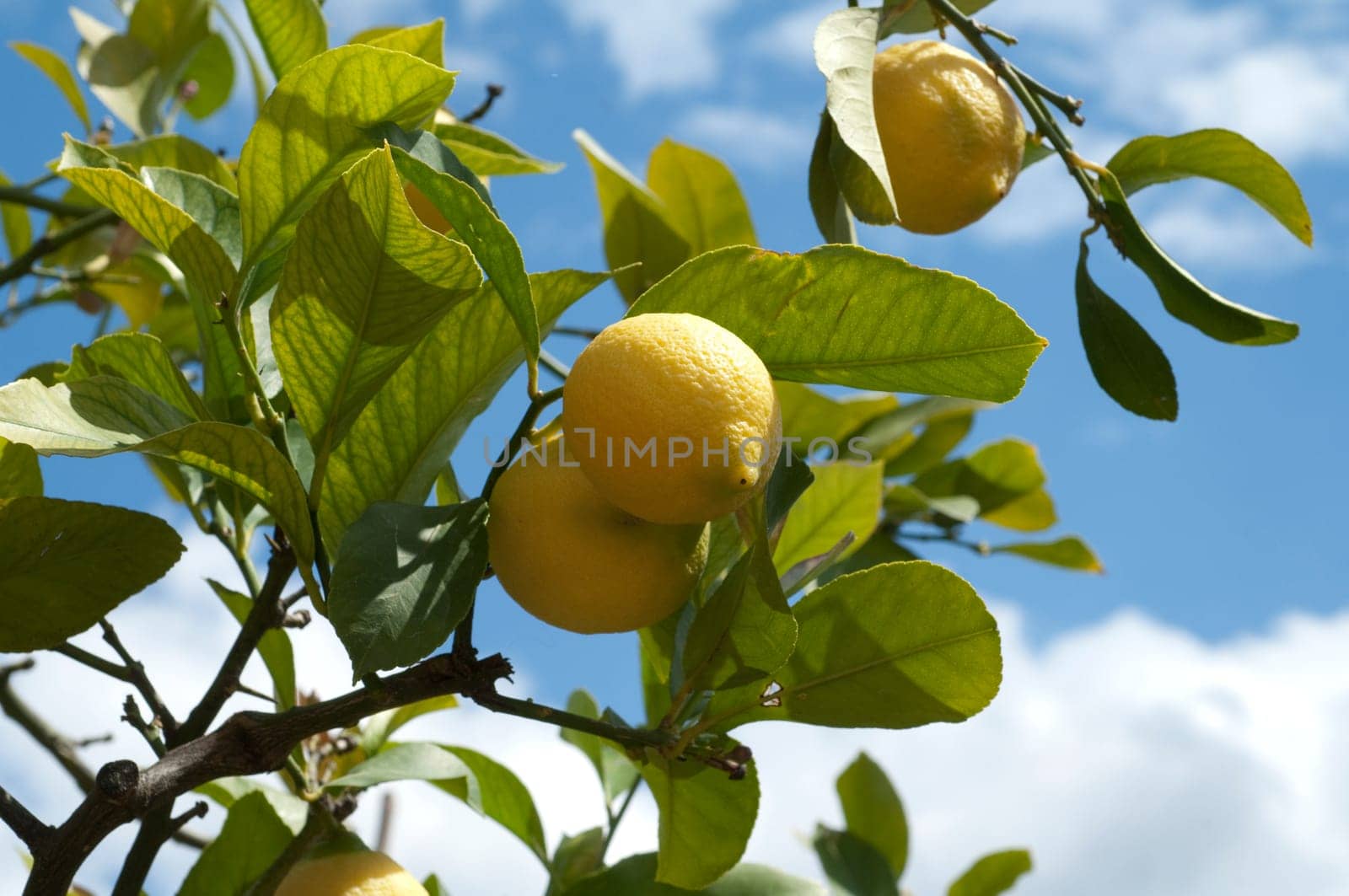 Zitronen, Citrus limon