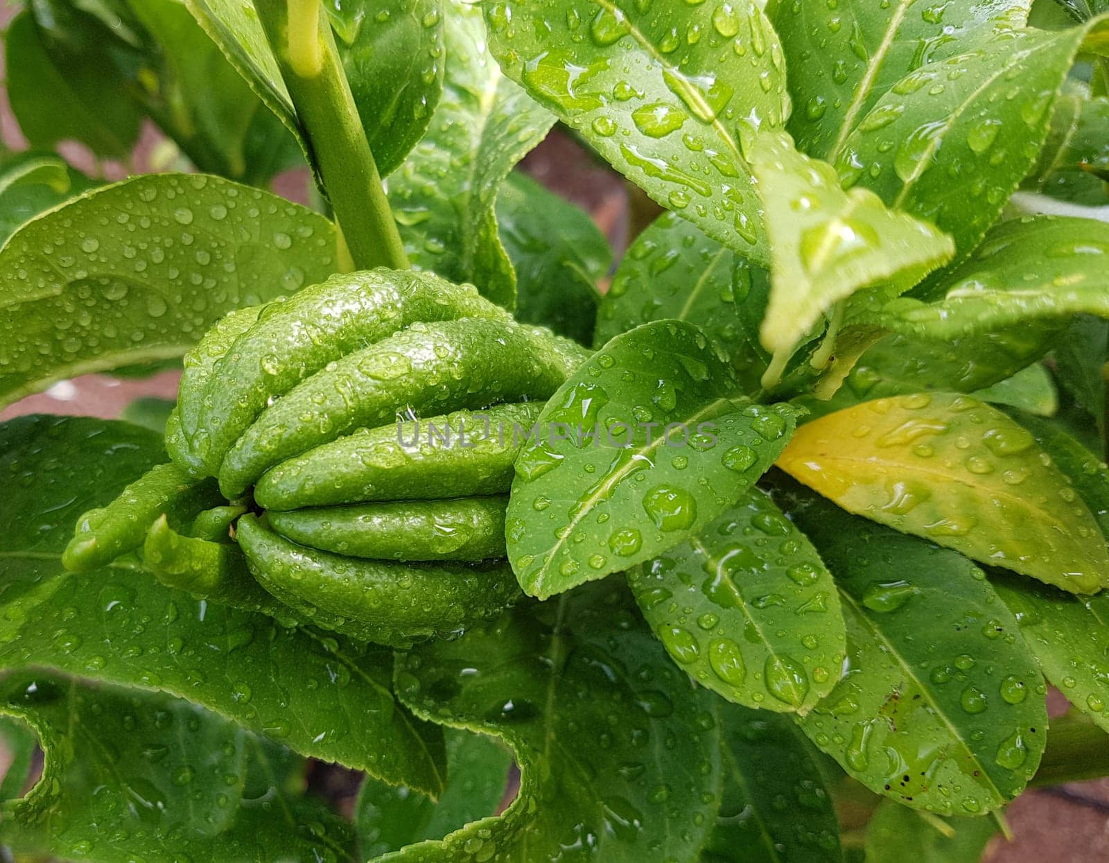 Zitronat-Zitrone  Buddhas, Hand, Citrus