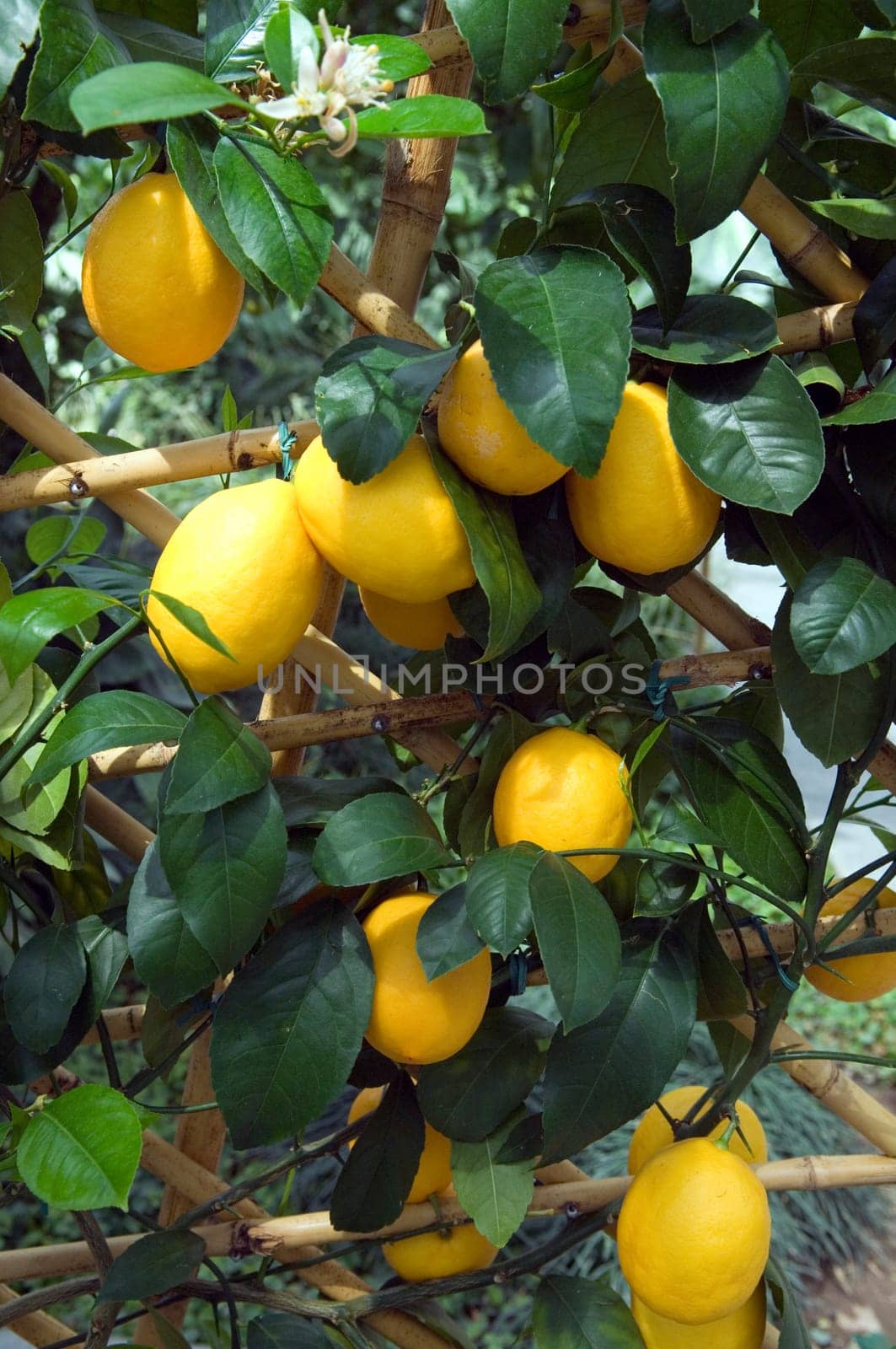 Zitrone  Citrus limon