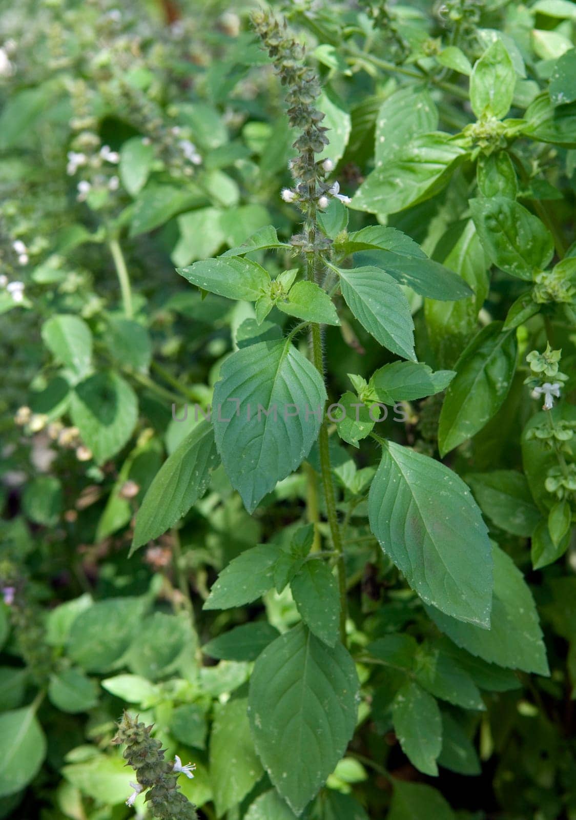 Zitronen-Basilikum  Ocimum americanum