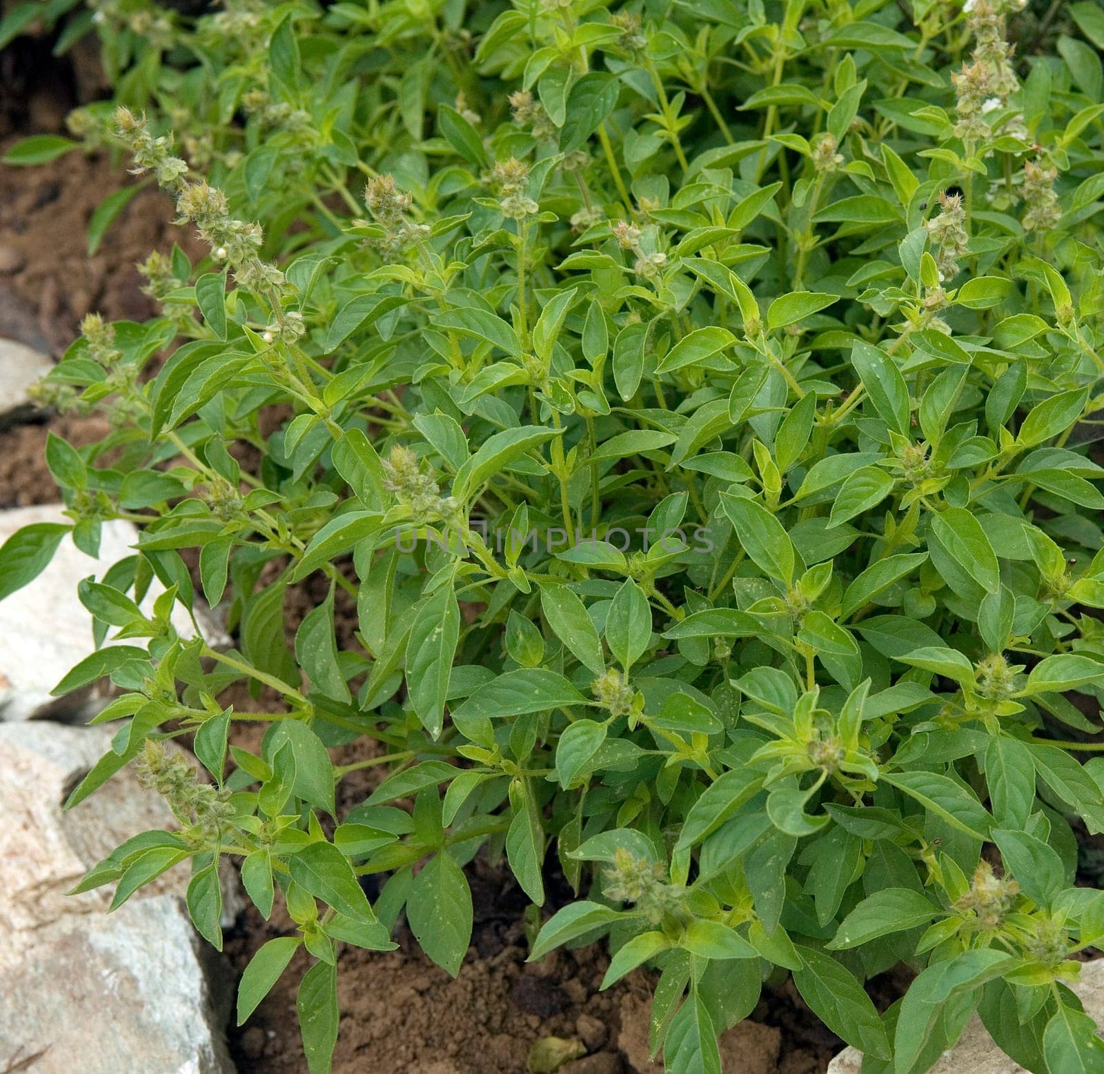 Zitronen-Basilikum  Ocimum americanum