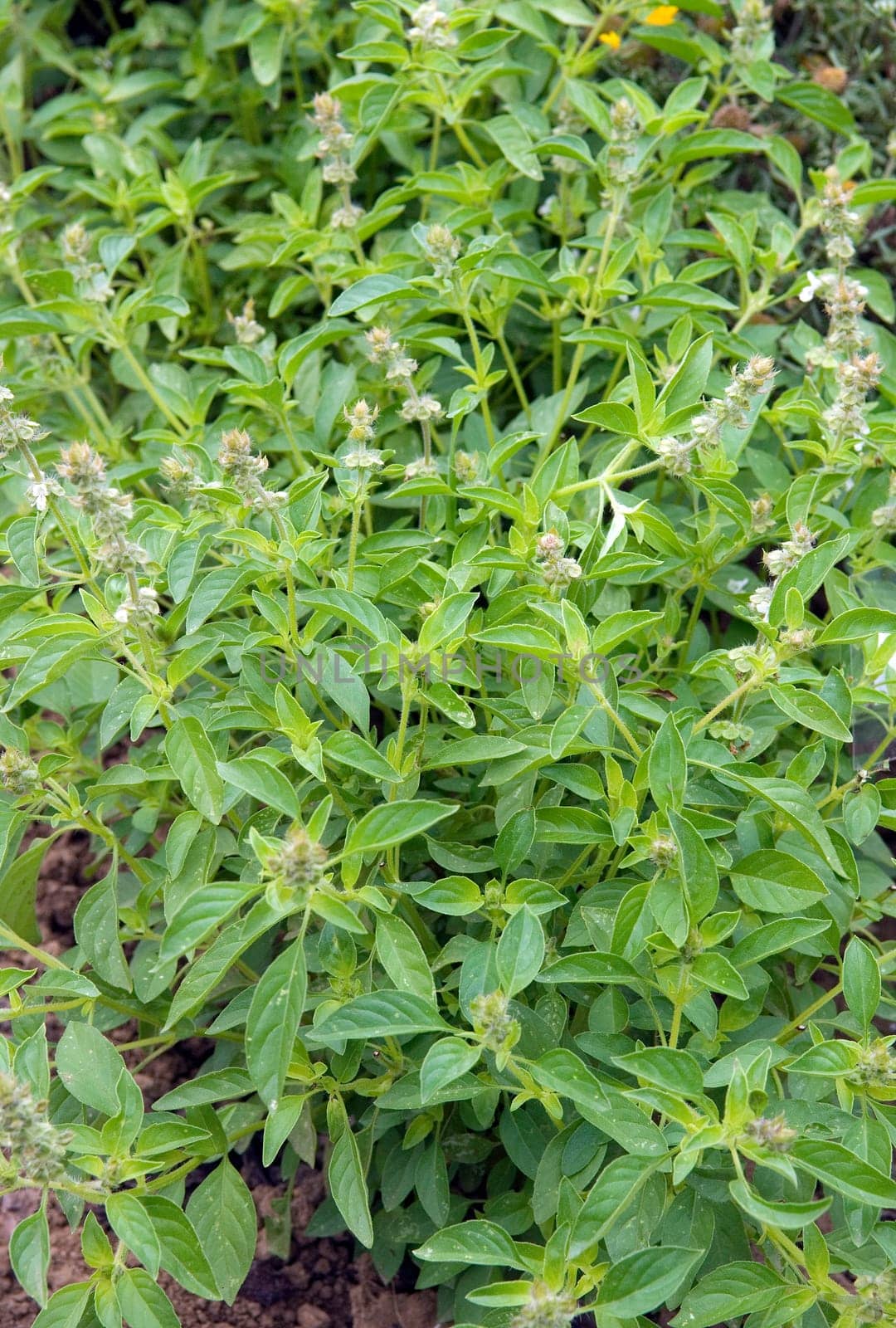Zitronen-Basilikum  Ocimum americanum