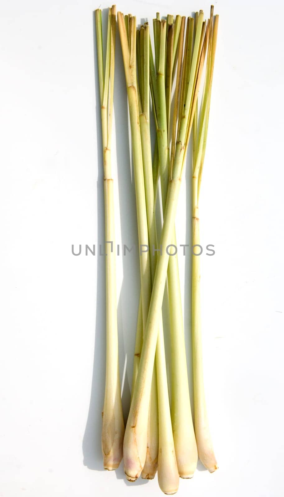 Zitronengras  Cymbopogon citratus